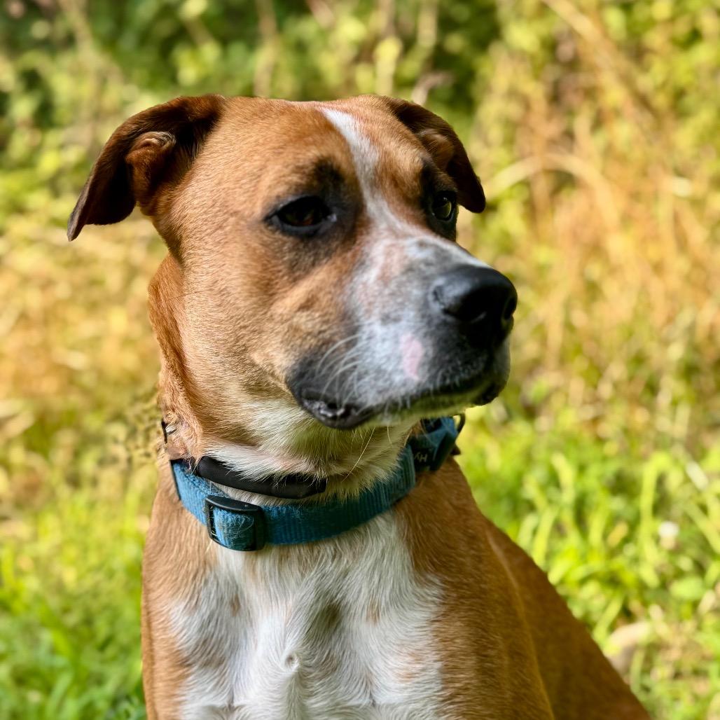 Enlarge Taz, a Adoptable mixed breed in Spring Hill, KS image 5/6