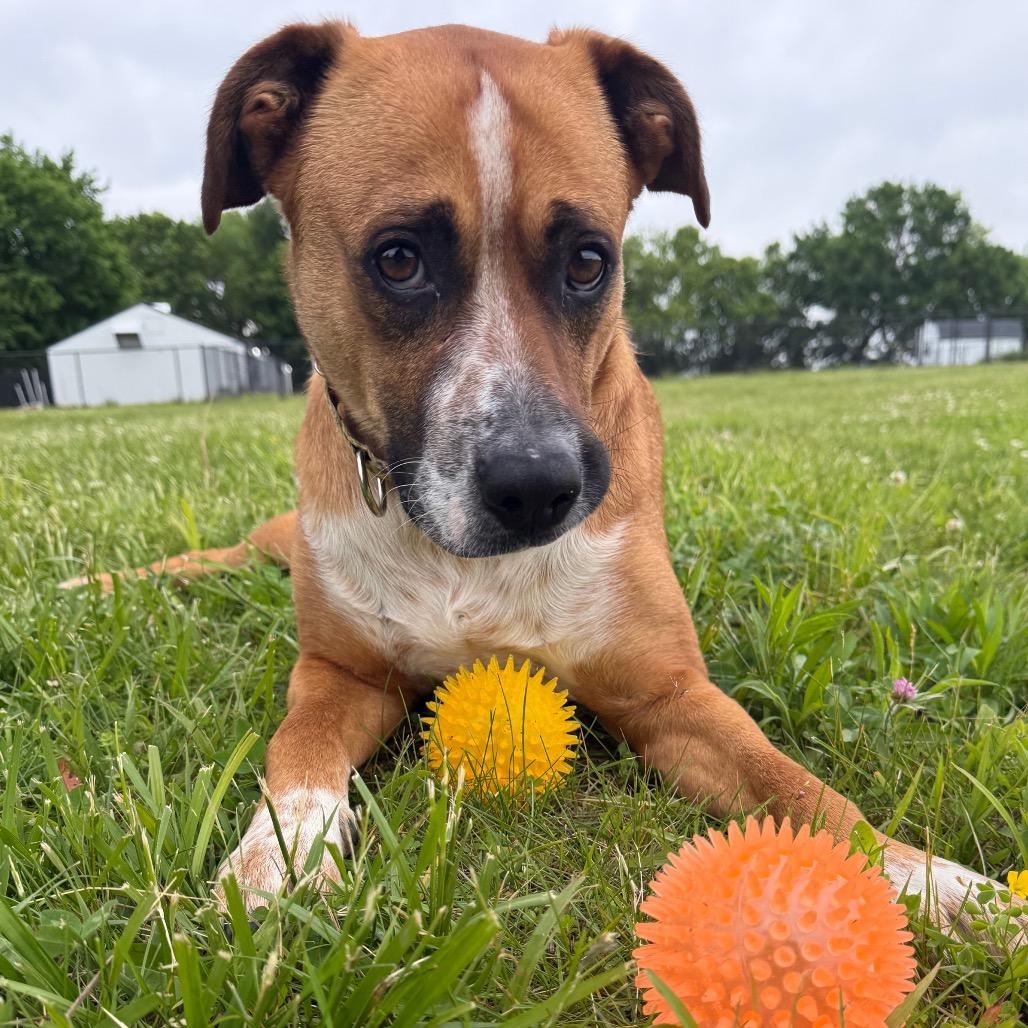 Taz, a Adoptable mixed breed in Spring Hill, KS image 5/6
