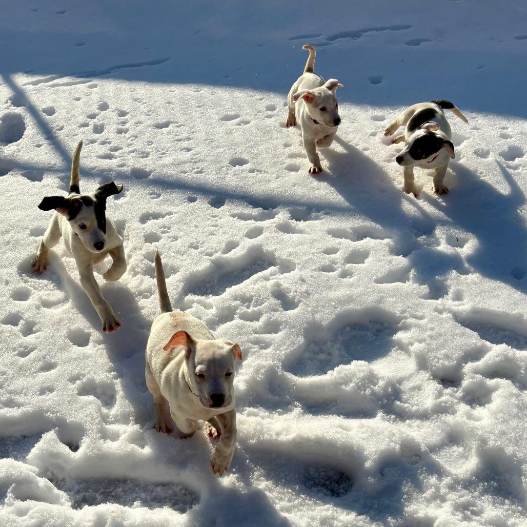 Enlarge Matcha, a Adoptable Hound in New Fairfield, CT image 1/6