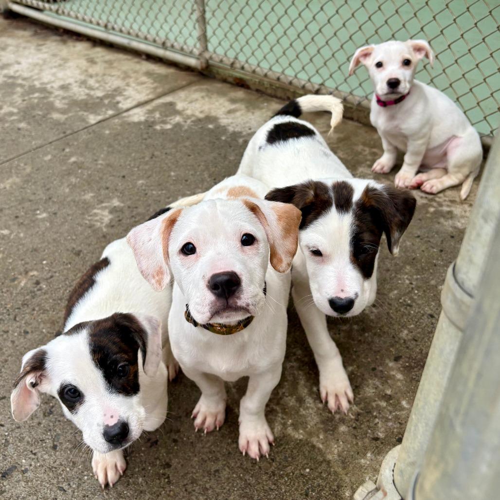 Enlarge Matcha, a Adoptable Hound in New Fairfield, CT image 2/6
