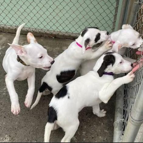 Enlarge Matcha, a Adoptable Hound in New Fairfield, CT image 3/6