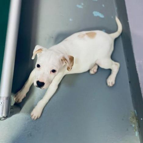 Enlarge Matcha, a Adoptable Hound in New Fairfield, CT image 4/6