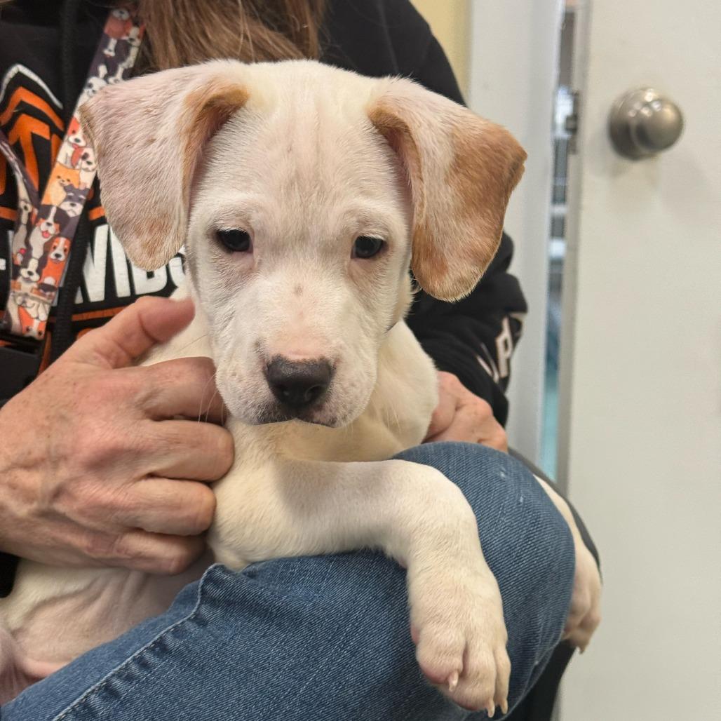 Enlarge Matcha, a Adoptable Hound in New Fairfield, CT image 5/6