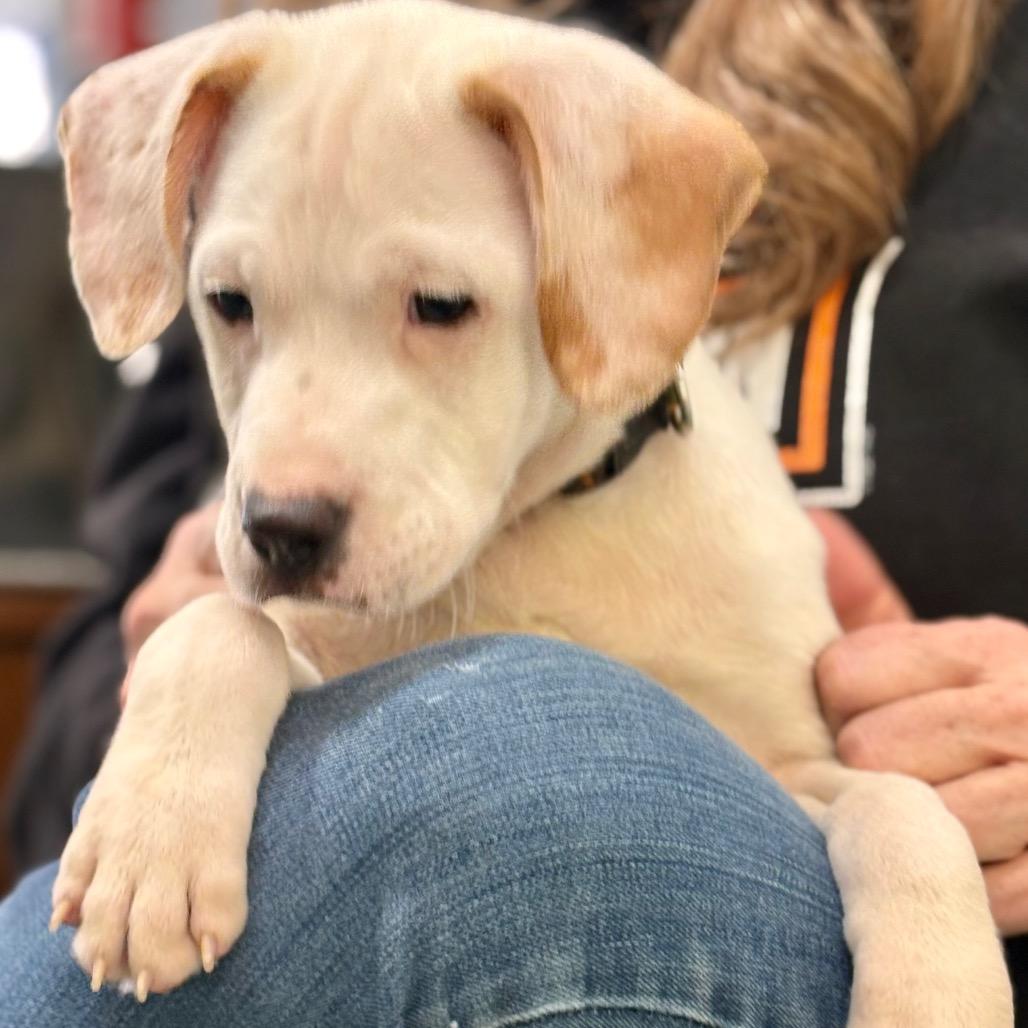 Enlarge Matcha, a Adoptable Hound in New Fairfield, CT image 6/6