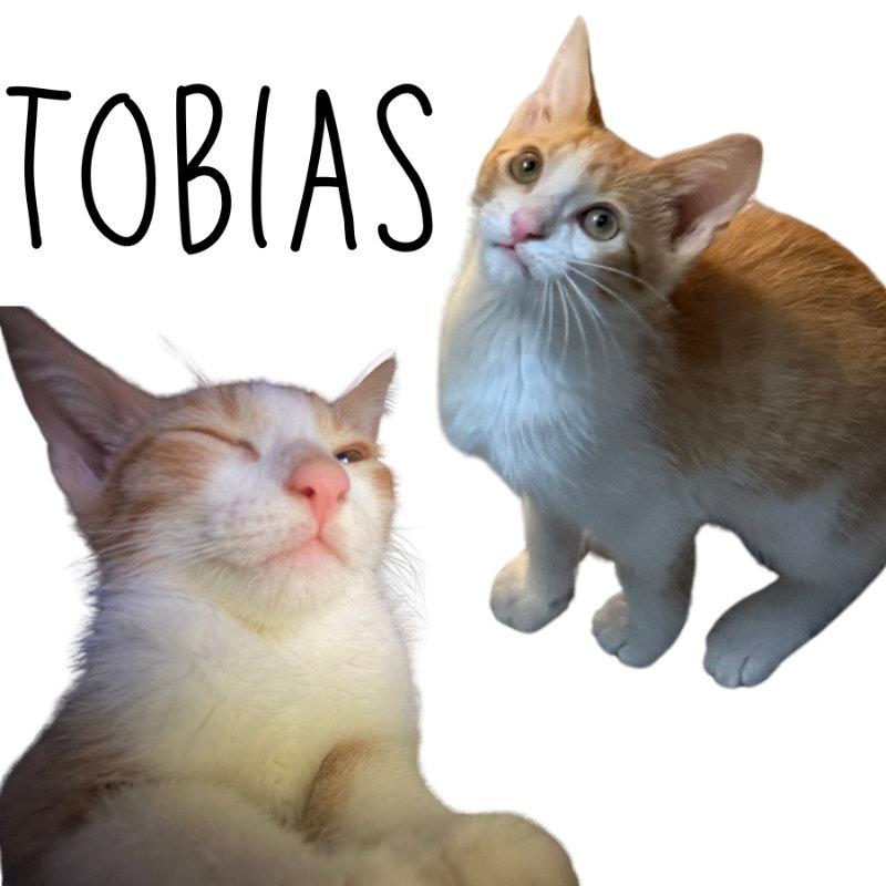 Tobias, Adoptable, Kitten Male Tabby.