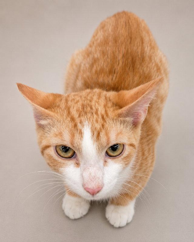 Enlarge Tobias, a Adoptable Tabby in Pineville, LA image 2/2