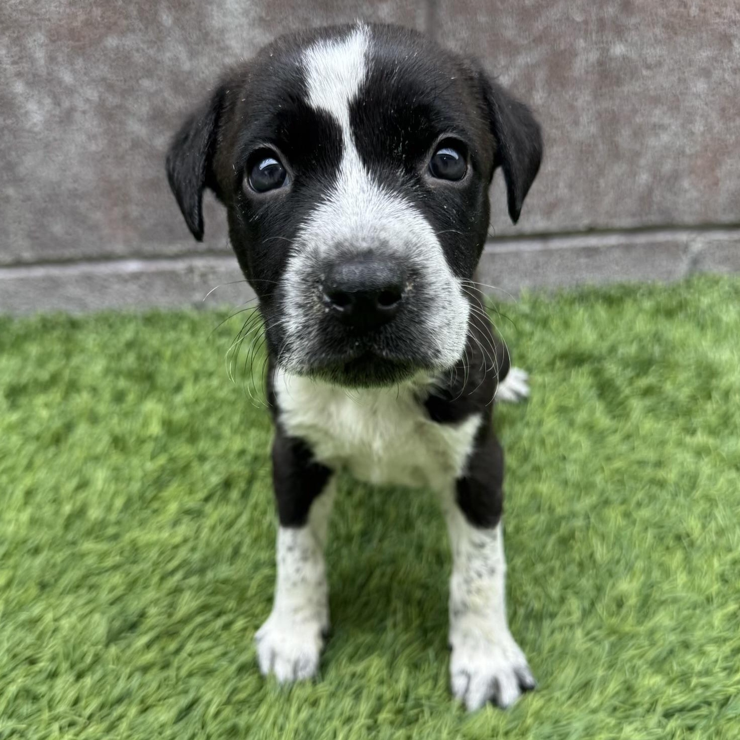 Apple Cider, Adoptable, Puppy Female Mixed Breed.