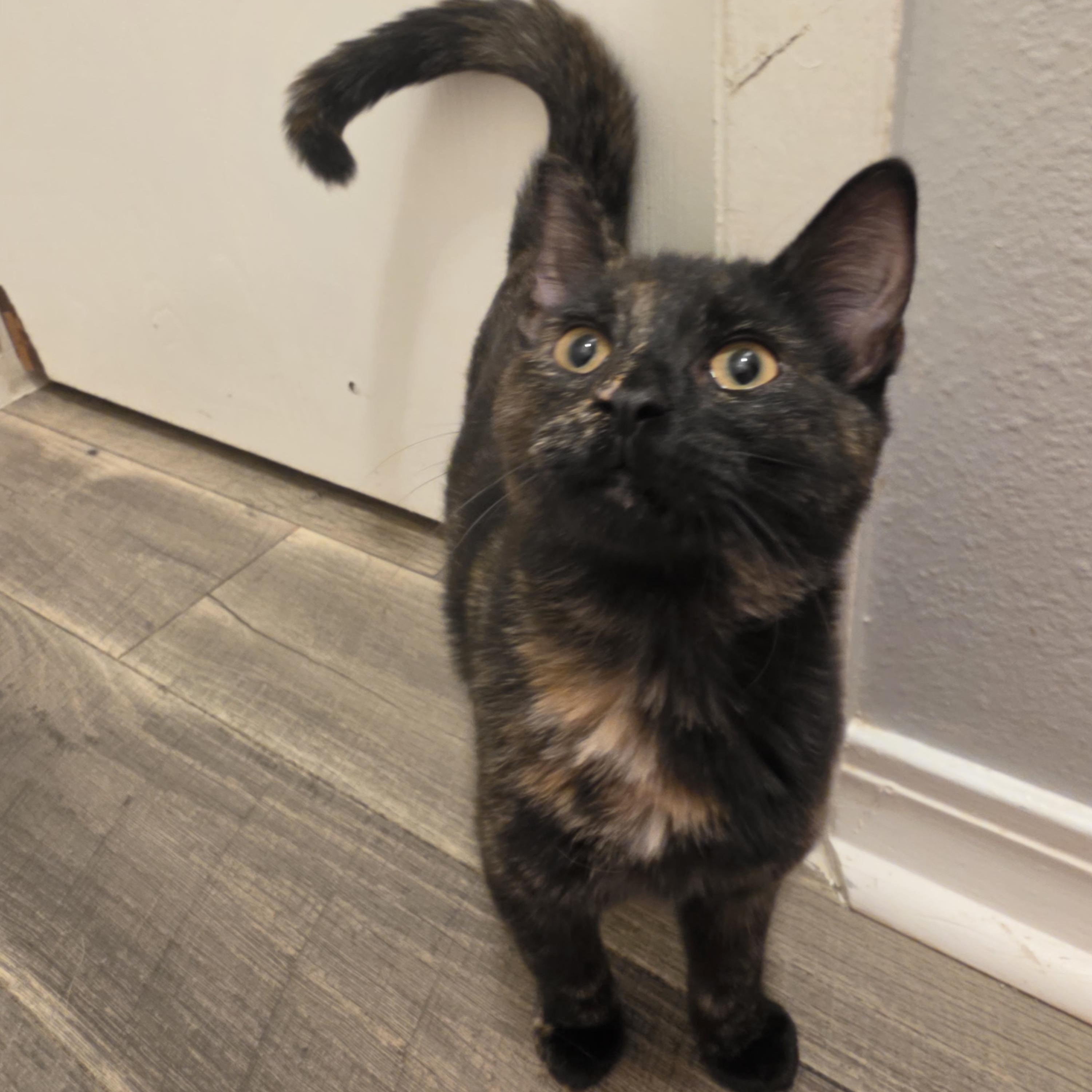 Enlarge Lisa, a Adoptable mixed breed in Pocatello, ID image 5/6