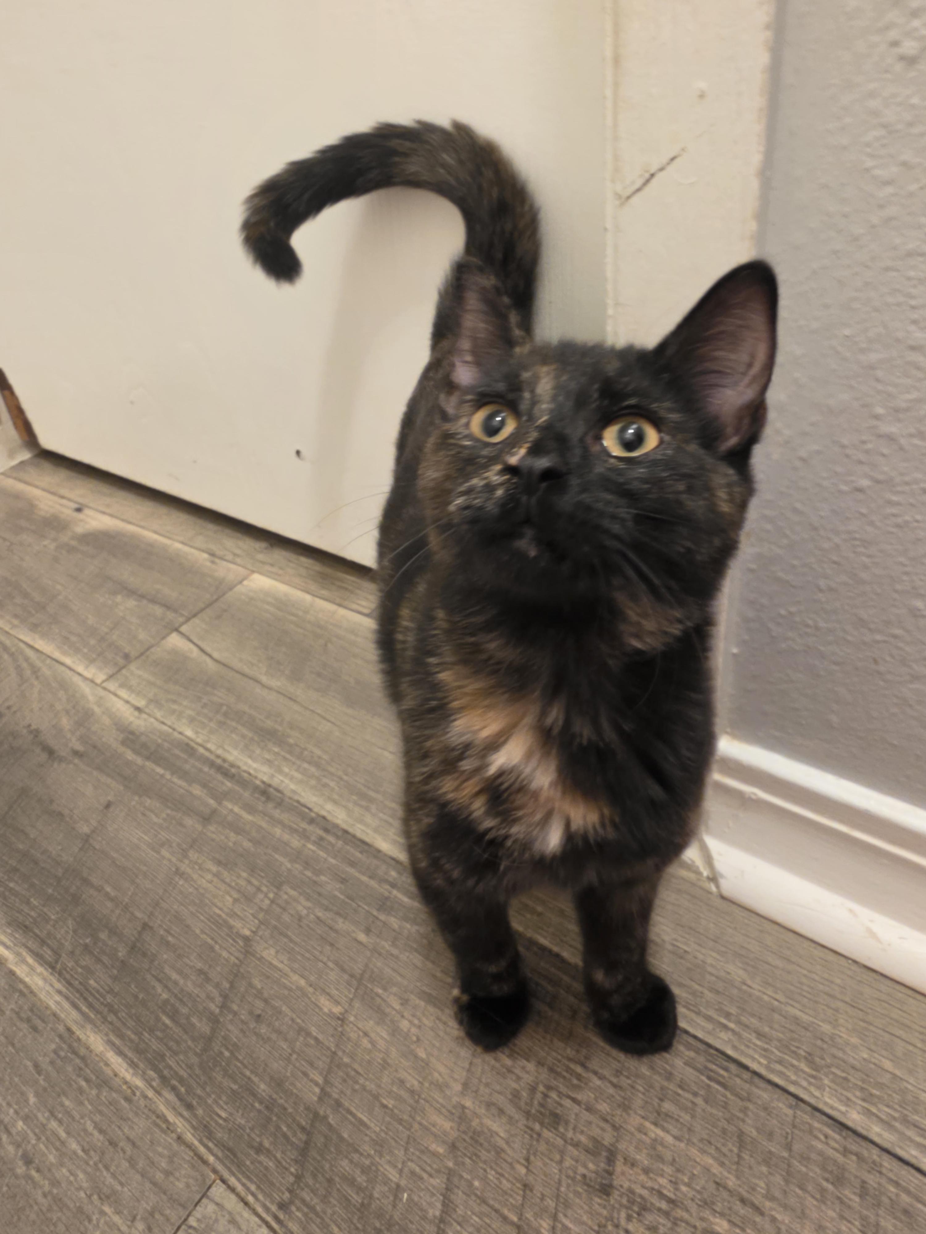 Enlarge Lisa, a Adoptable Tortoiseshell in Pocatello, ID image 5/6