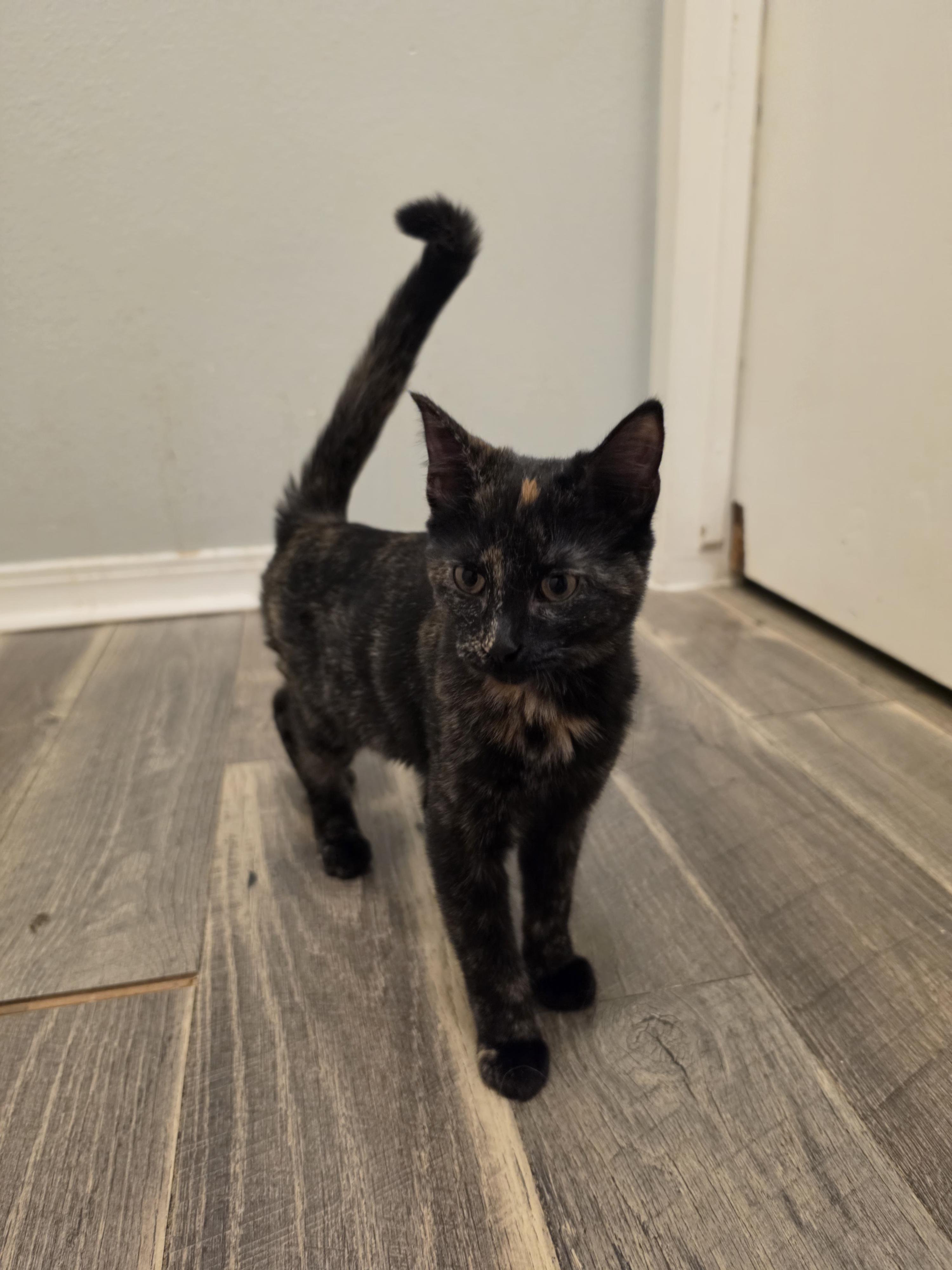 Enlarge Lisa, a Adoptable Tortoiseshell in Pocatello, ID image 3/6