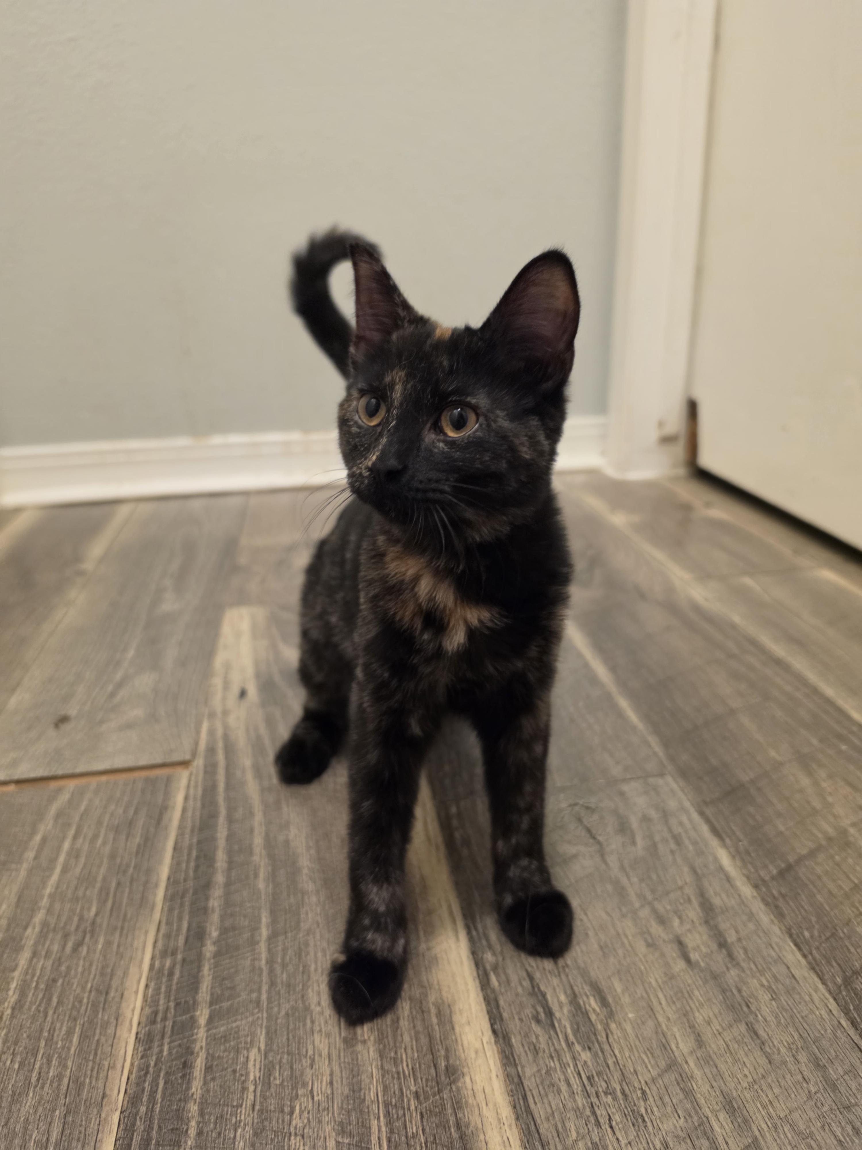 Enlarge Lisa, a Adoptable Tortoiseshell in Pocatello, ID image 2/6