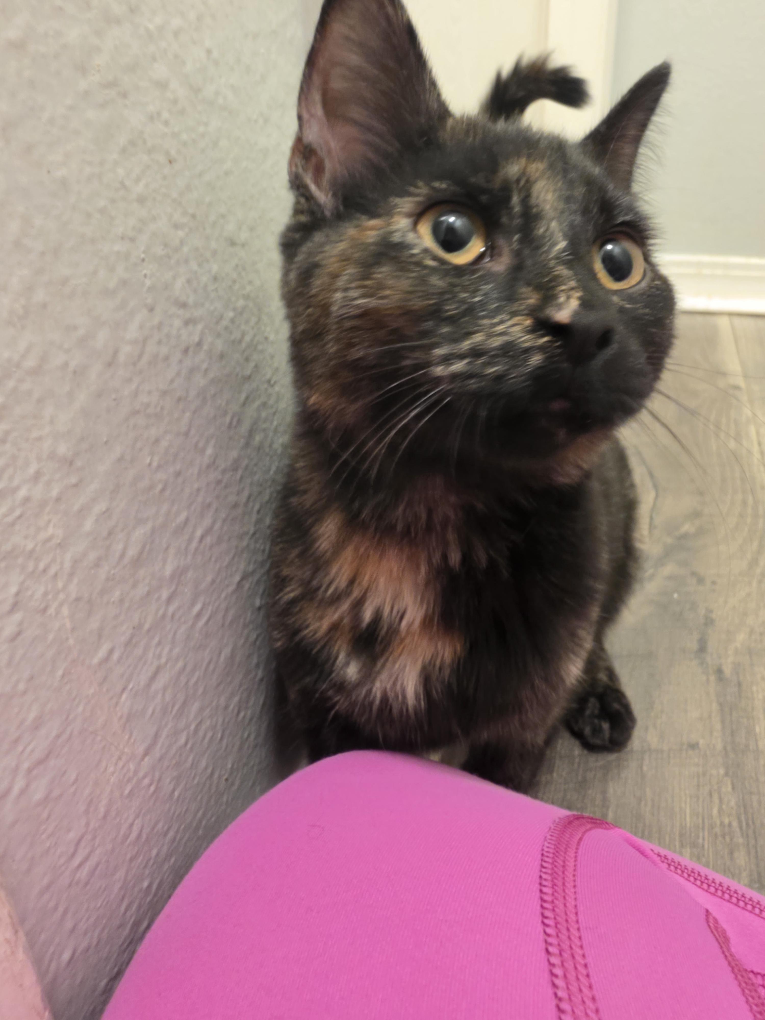 Enlarge Lisa, a Adoptable Tortoiseshell in Pocatello, ID image 4/6