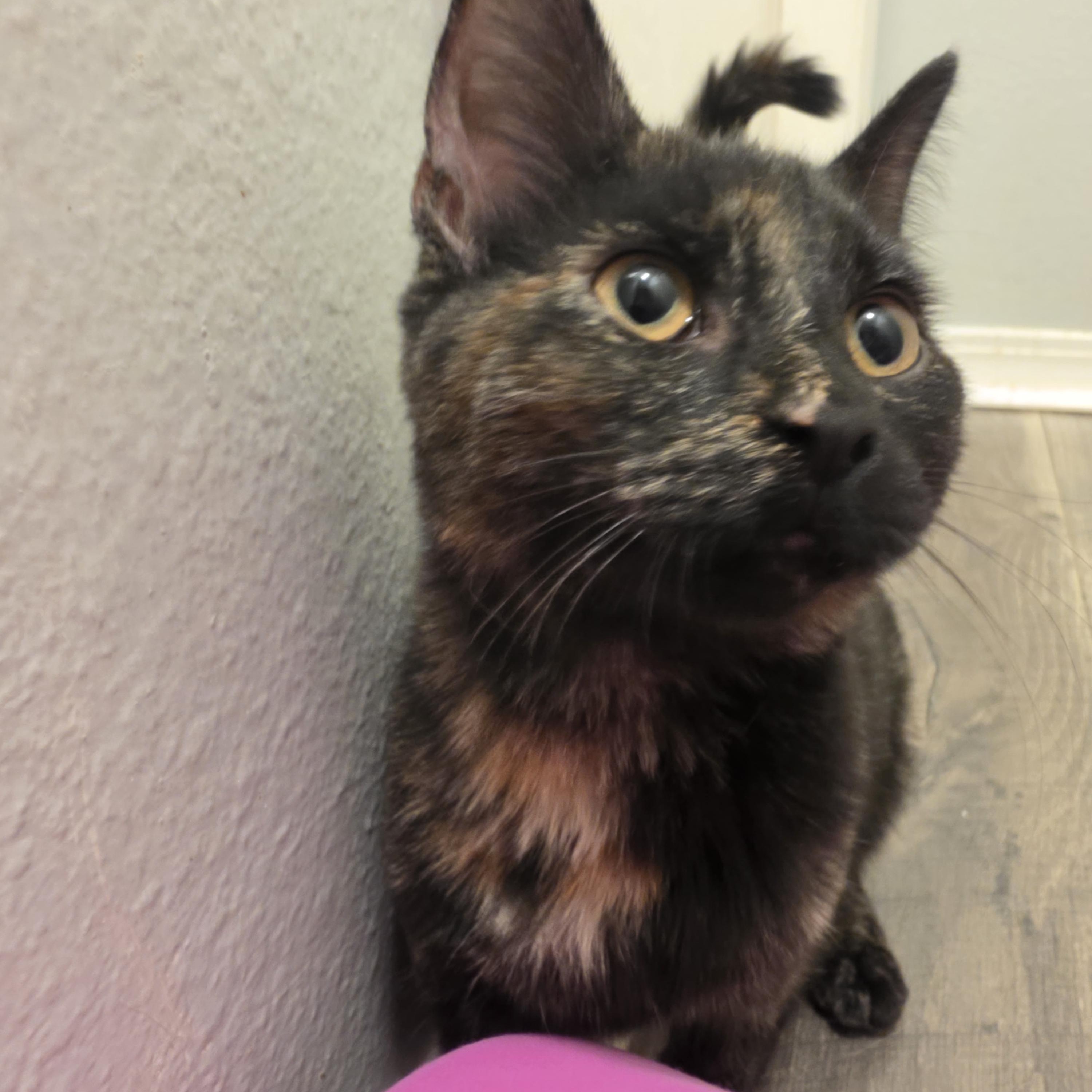 Enlarge Lisa, a Adoptable mixed breed in Pocatello, ID image 2/6