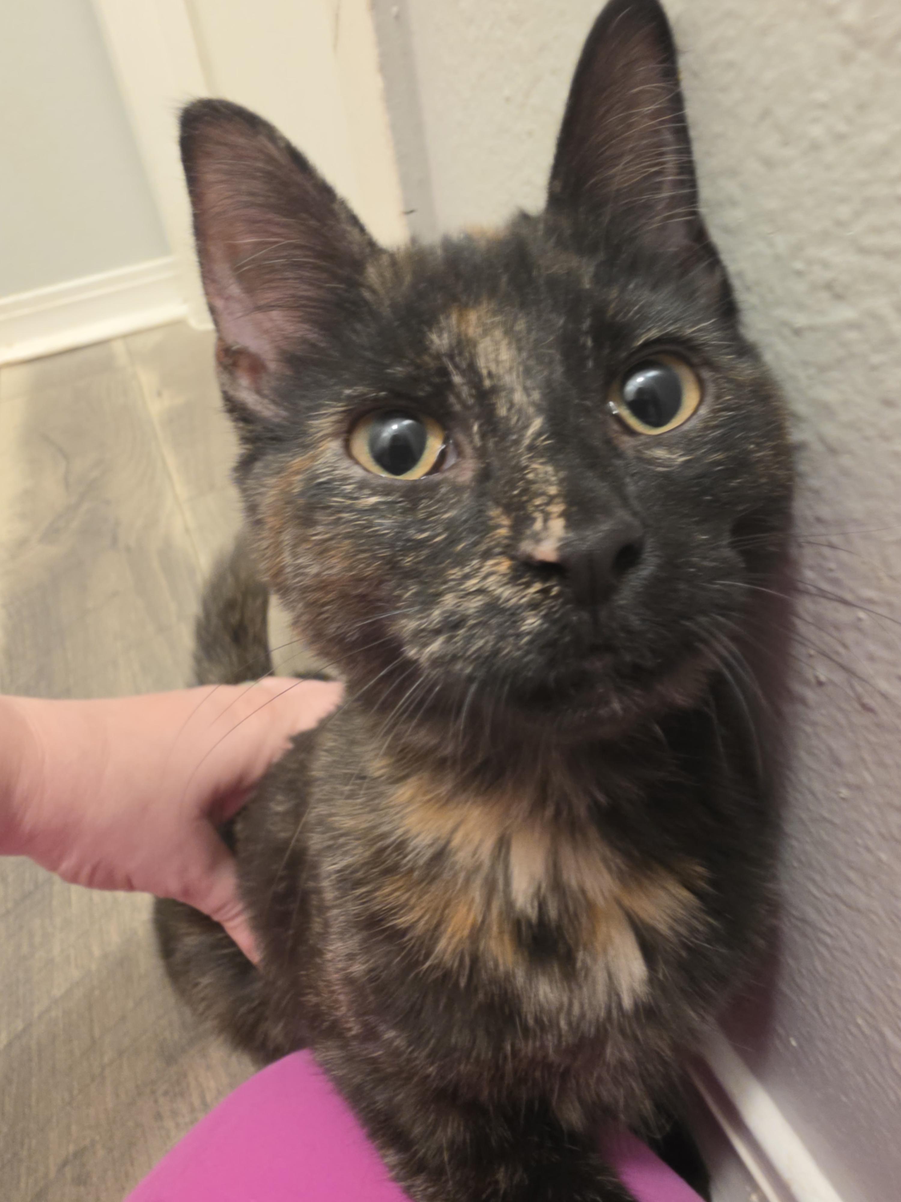 Lisa, Adoptable, Kitten Female Tortoiseshell.