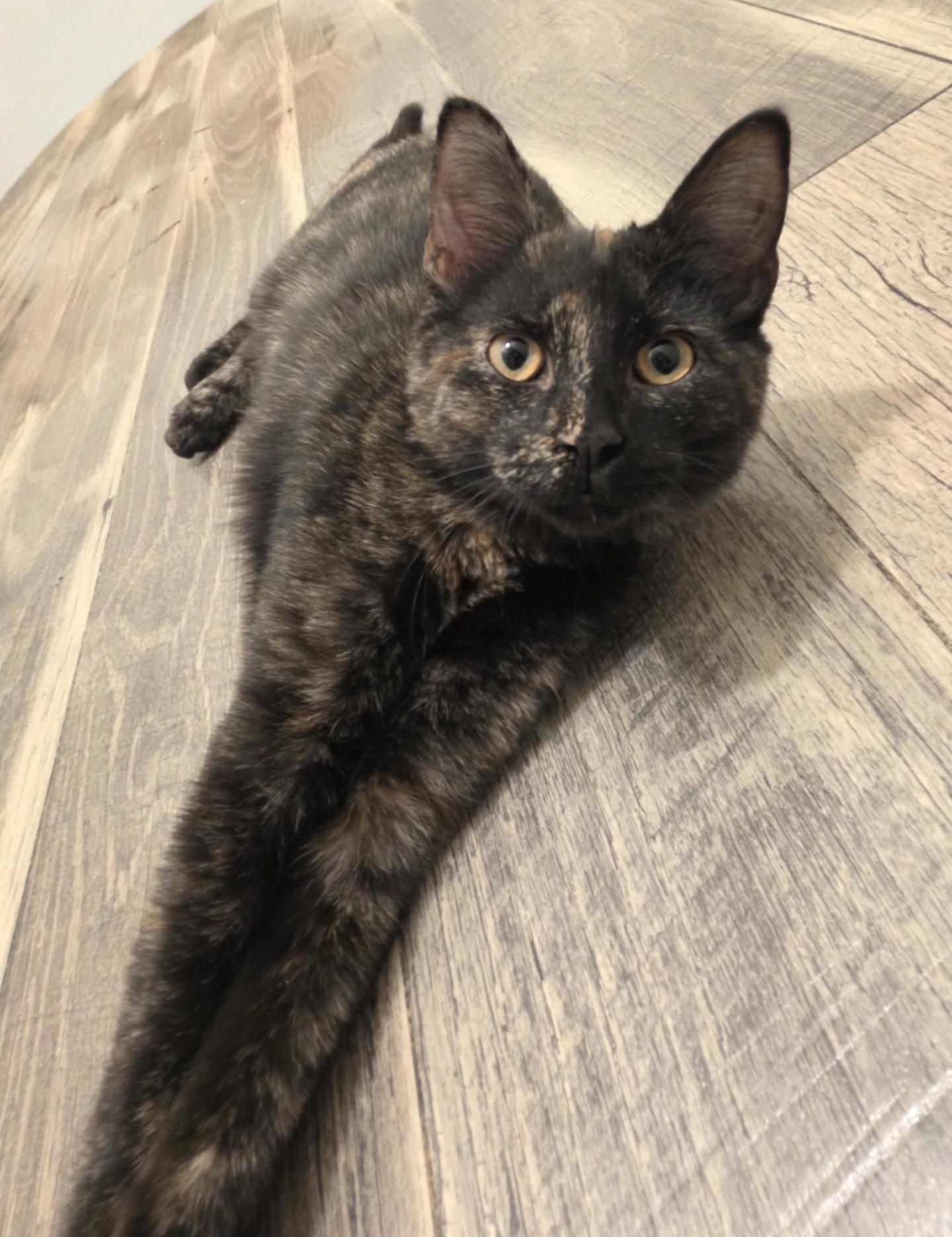 Lisa, Adoptable, Kitten Female Domestic Short Hair.