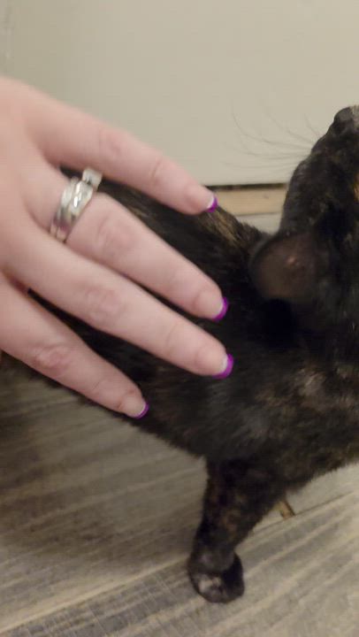 Enlarge Lisa, a Adoptable Tortoiseshell in Pocatello, ID video 6/6
