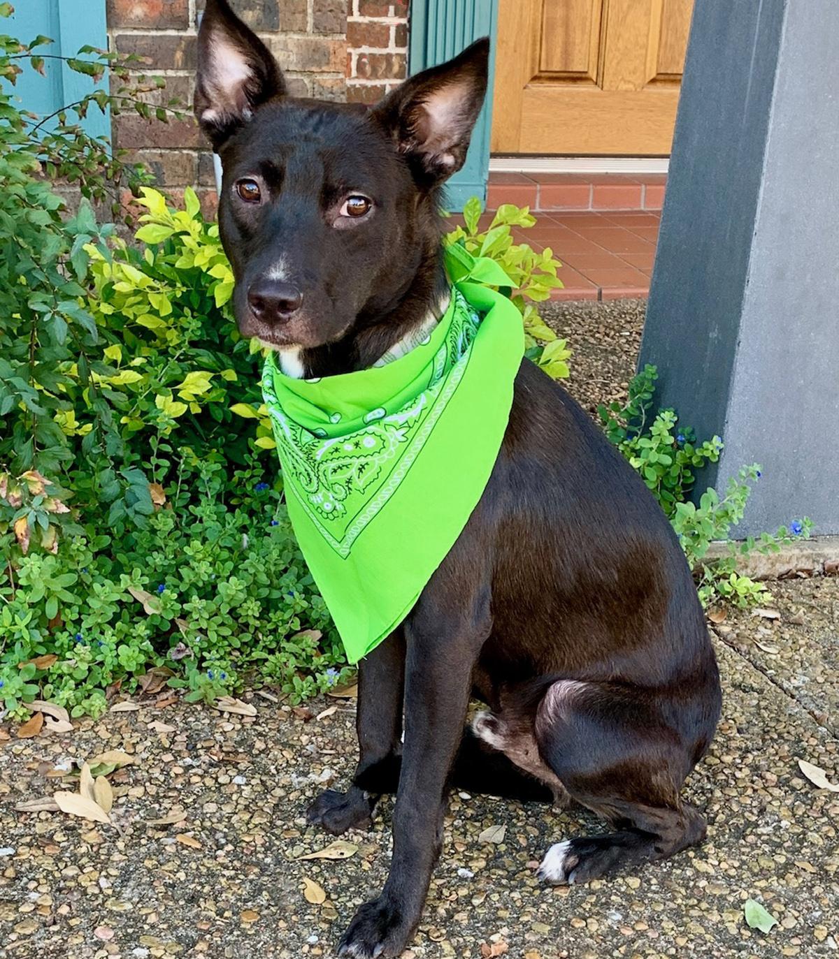 Enlarge BRUCE - LOVE BUG!, a Adopted mixed breed in Boston, MA image 3/6