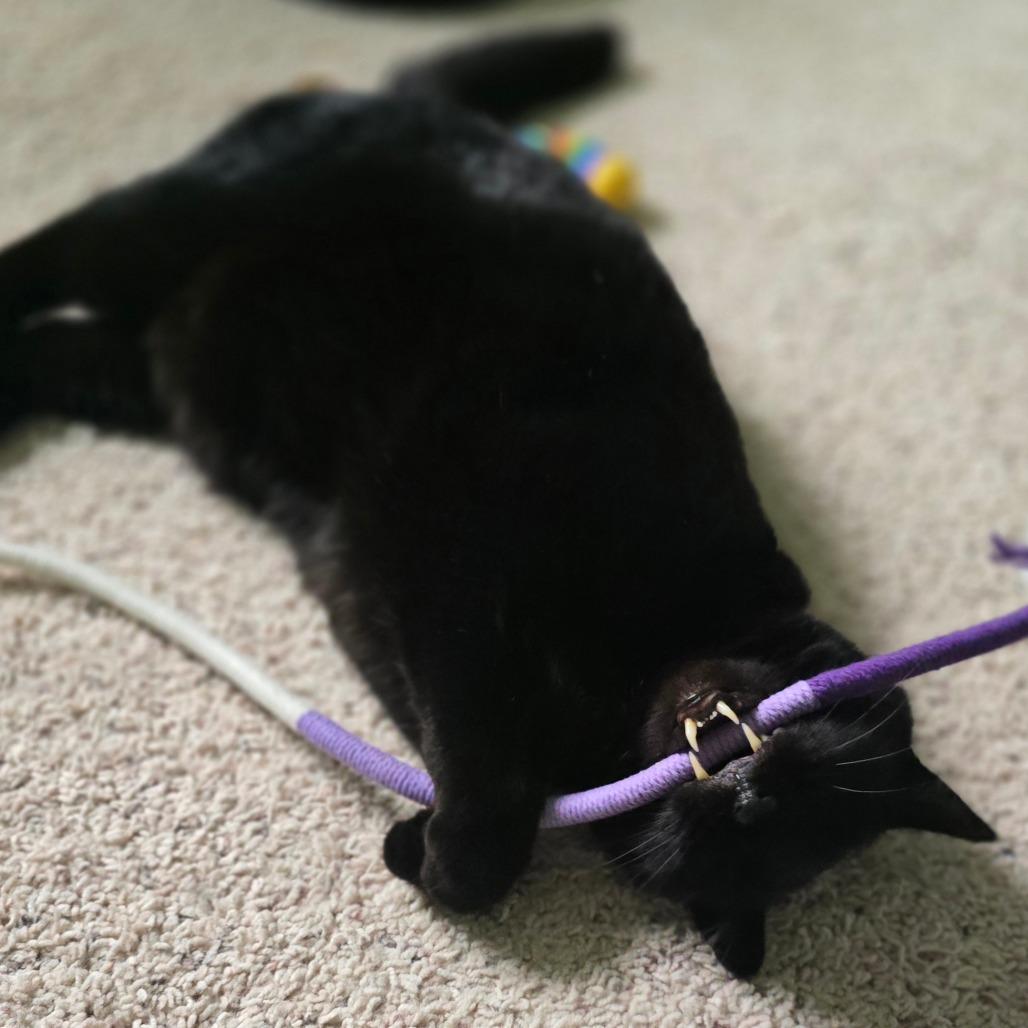 Mister Dee, Adoptable, Senior Male American Shorthair.