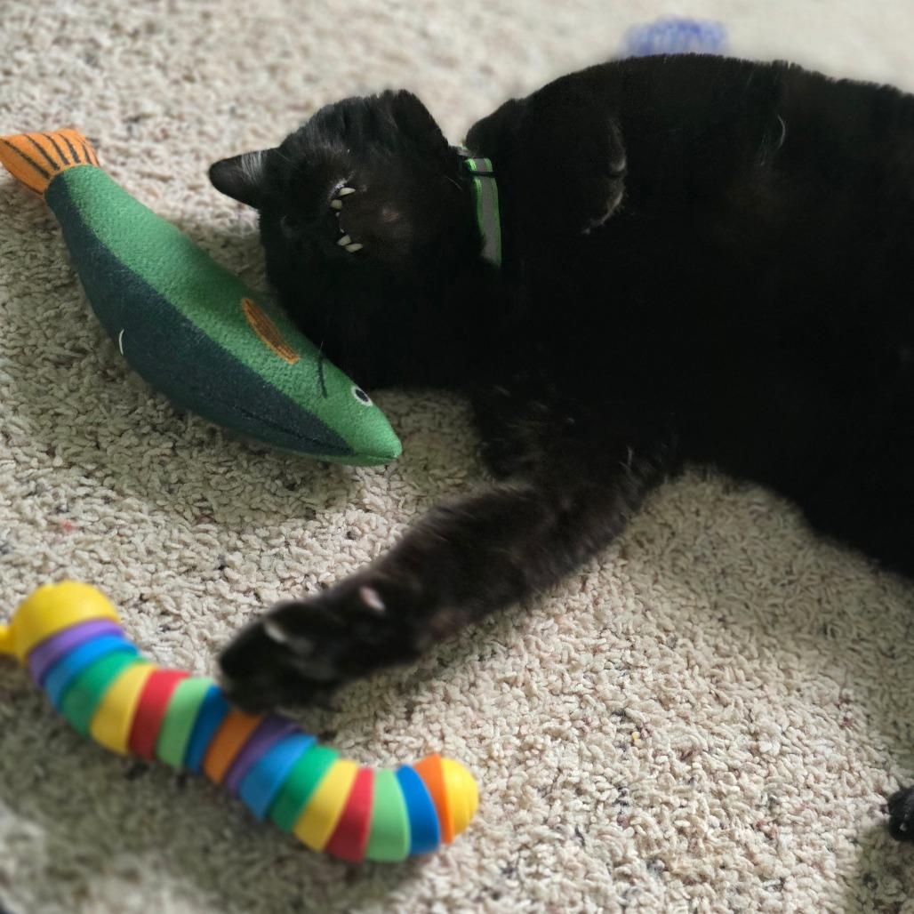 Enlarge Mister Dee, a Adoptable American Shorthair in Warrensburg, MO image 4/6