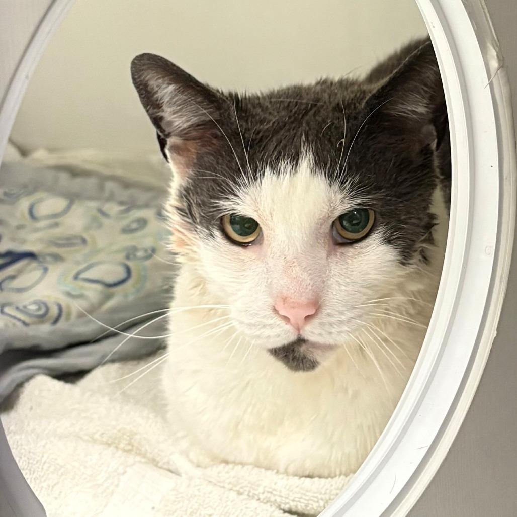 Eggy, Adoptable, Adult Male Domestic Short Hair.