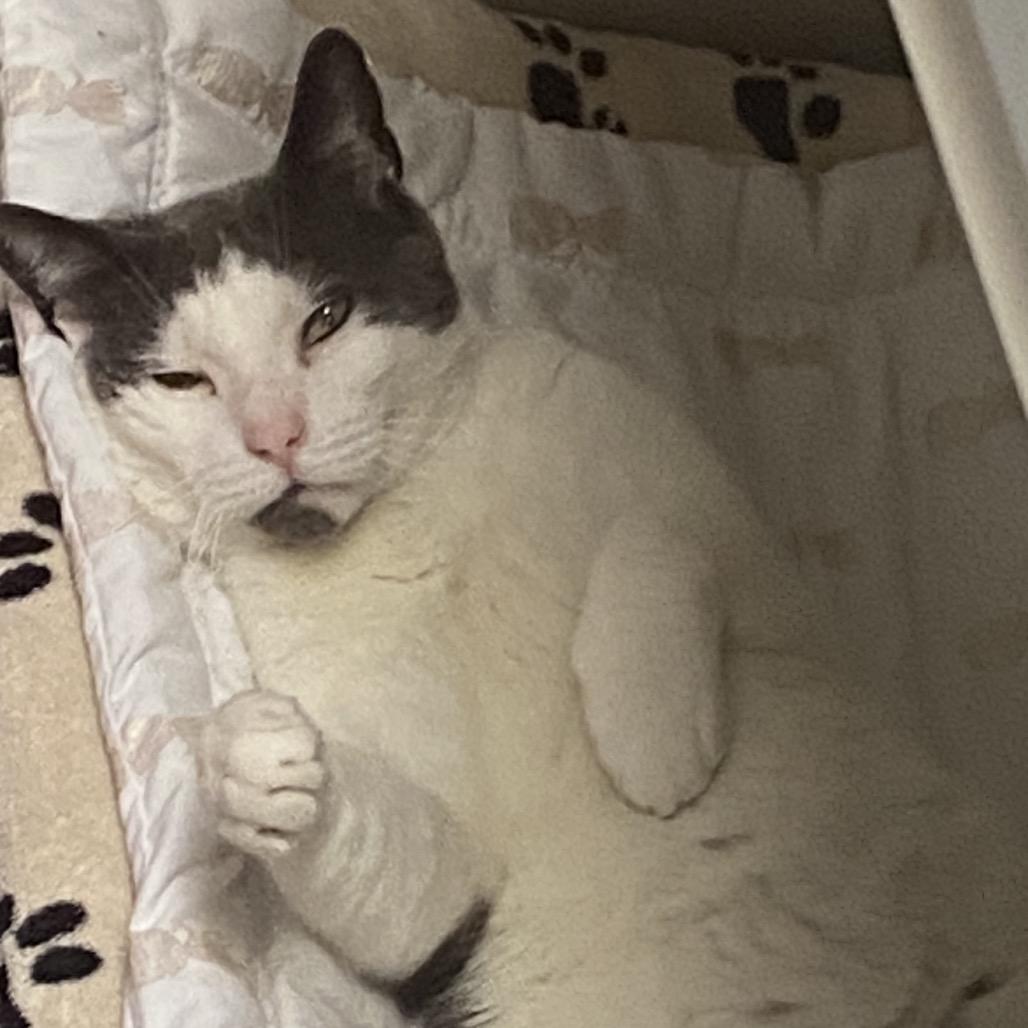 Enlarge Eggy, a Adoptable Domestic Short Hair in East Hanover, NJ image 2/6