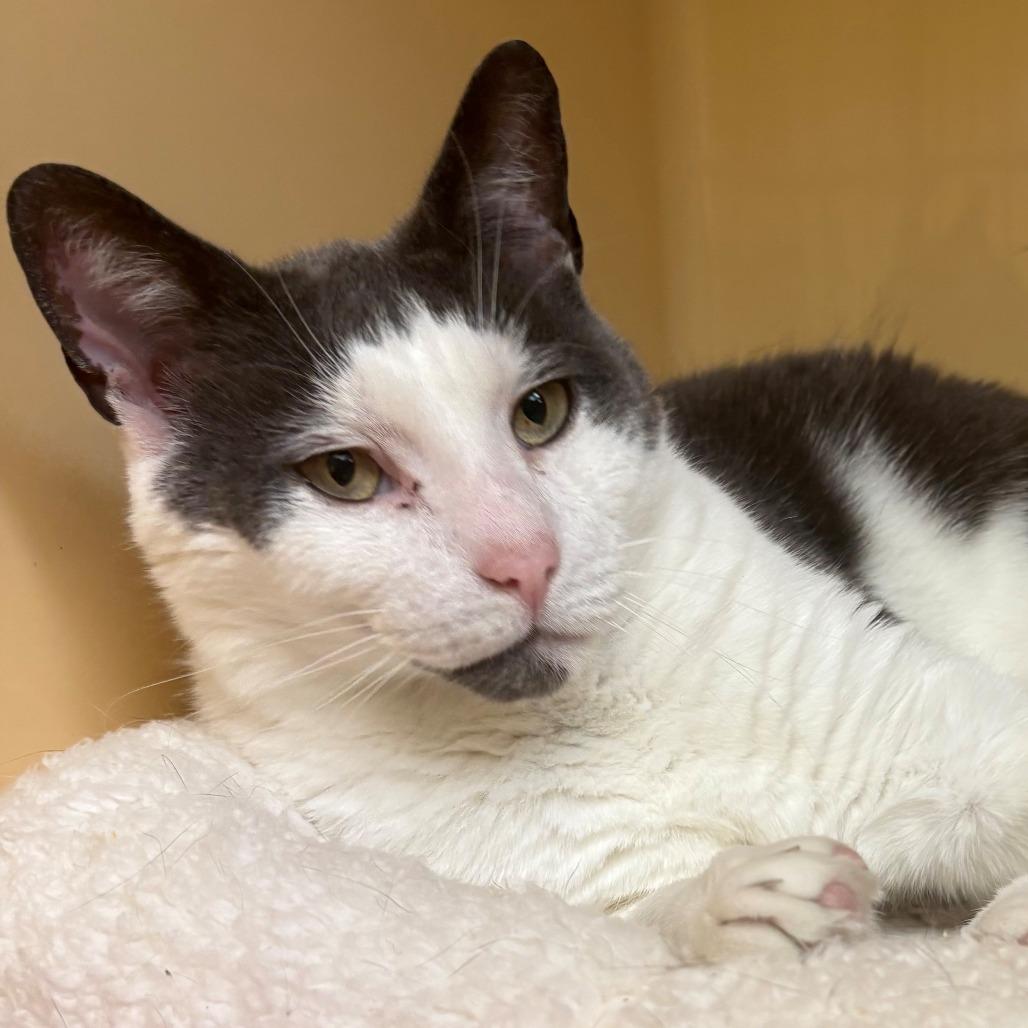 Enlarge Eggy, a Adoptable Domestic Short Hair in East Hanover, NJ image 3/6