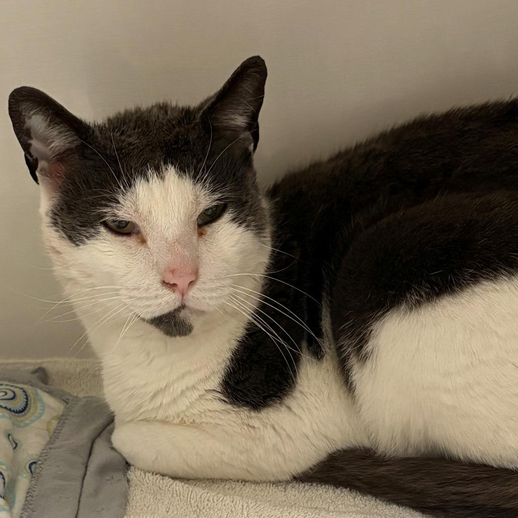 Enlarge Eggy, a Adoptable Domestic Short Hair in East Hanover, NJ image 3/6