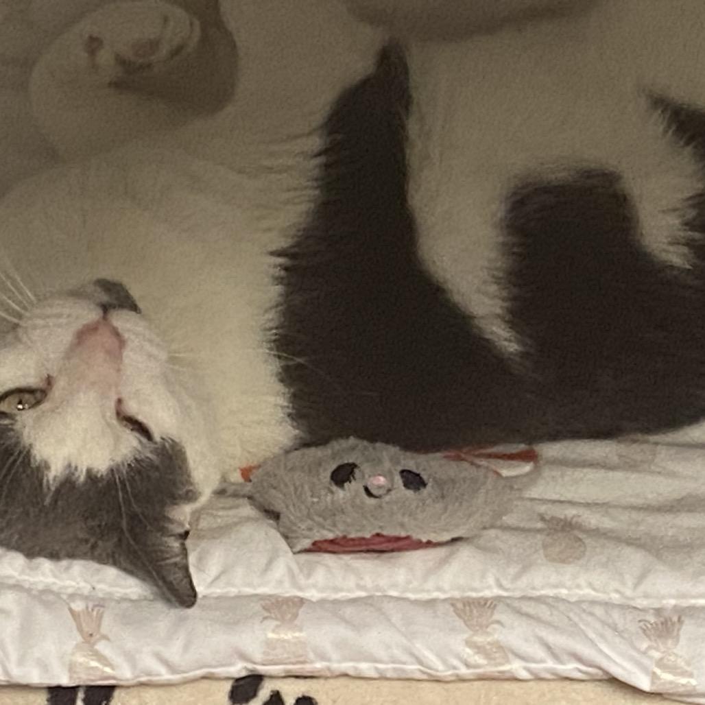 Enlarge Eggy, a Adoptable Domestic Short Hair in East Hanover, NJ image 3/6