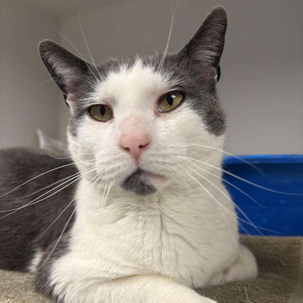 Enlarge Eggy, a Adoptable Domestic Short Hair in East Hanover, NJ image 4/6