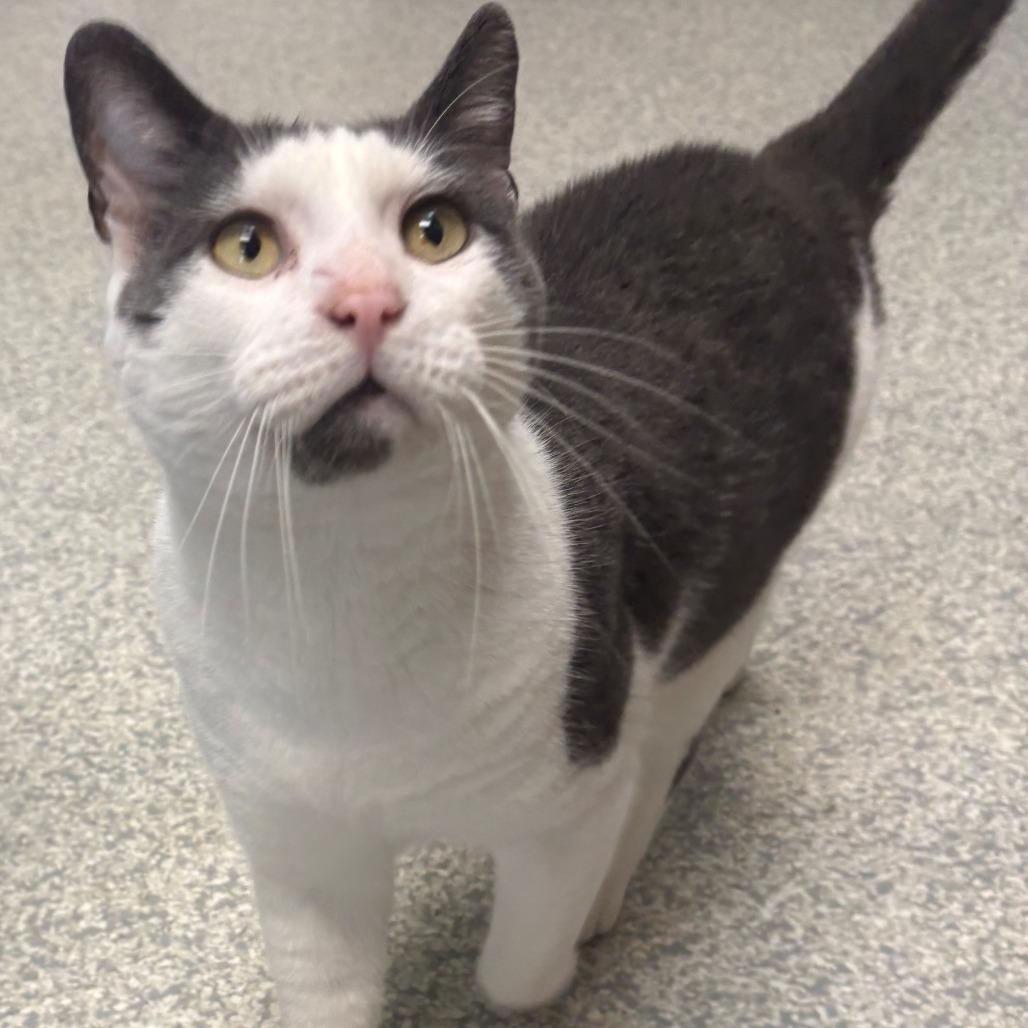 Enlarge Eggy, a Adoptable Domestic Short Hair in East Hanover, NJ image 4/6