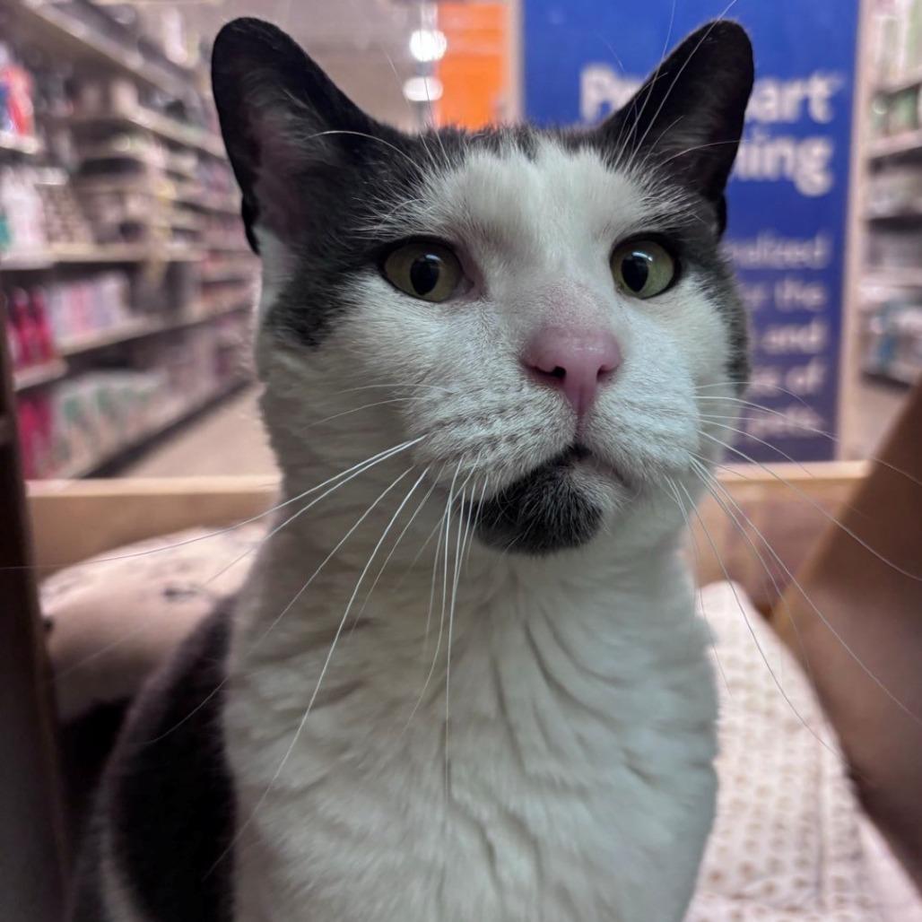 Enlarge Eggy, a Adoptable Domestic Short Hair in East Hanover, NJ image 4/6