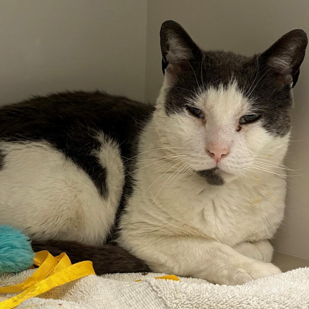 Enlarge Eggy, a Adoptable Domestic Short Hair in East Hanover, NJ image 5/6