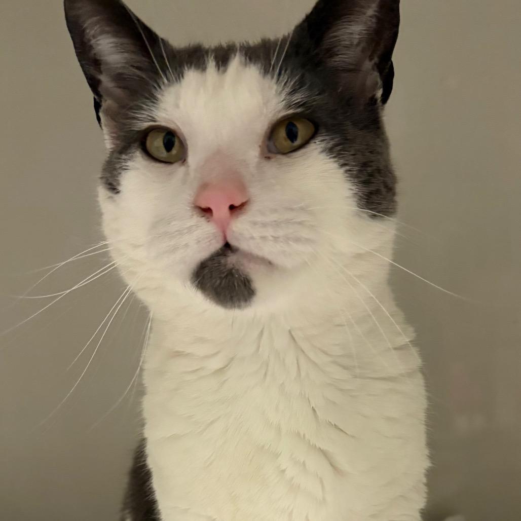 Enlarge Eggy, a Adoptable Domestic Short Hair in East Hanover, NJ image 5/6