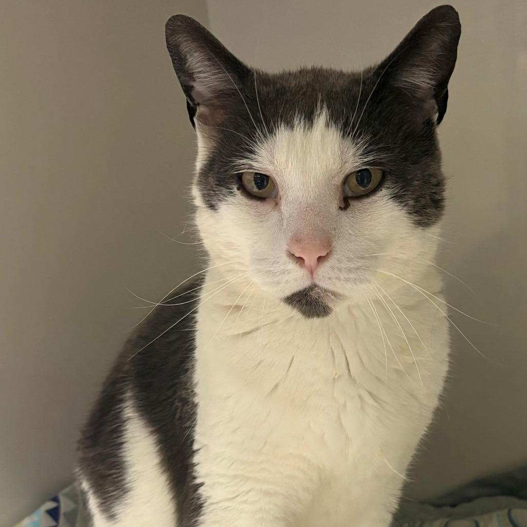 Enlarge Eggy, a Adoptable Domestic Short Hair in East Hanover, NJ image 6/6