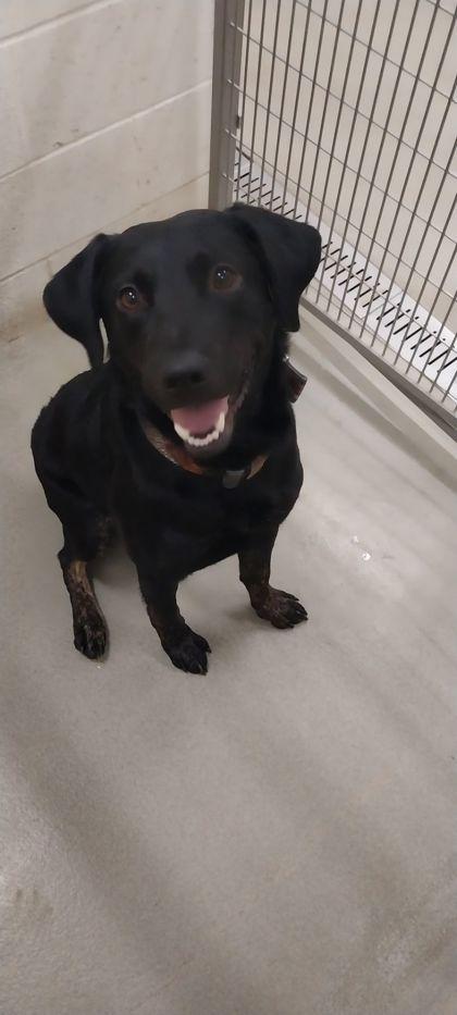 Pastry, Adoptable, Young Male Chesapeake Bay Retriever & Plott Hound.