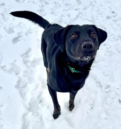 Pastry, Adoptable, Young Male Chesapeake Bay Retriever & Plott Hound.
