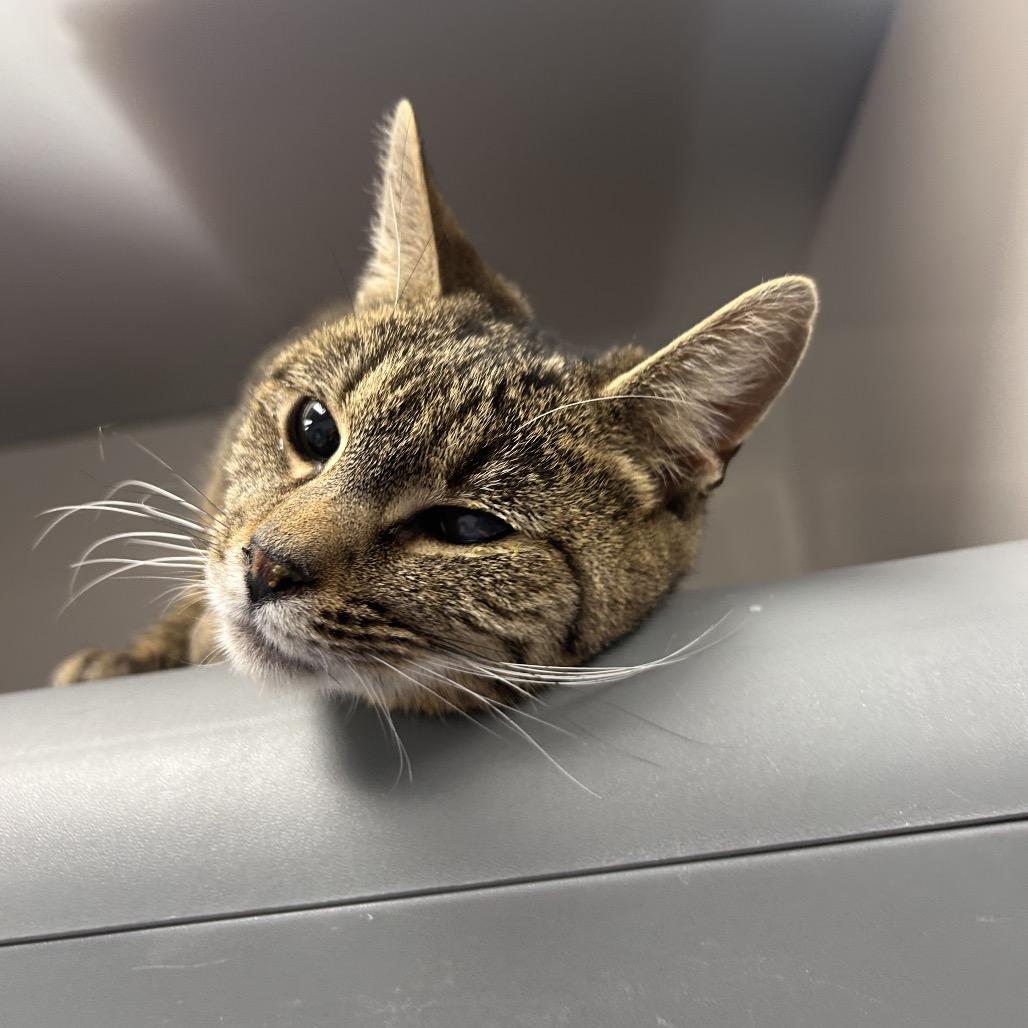 Enlarge Polly, a Adoptable Domestic Short Hair in Watertown, NY image 1/3