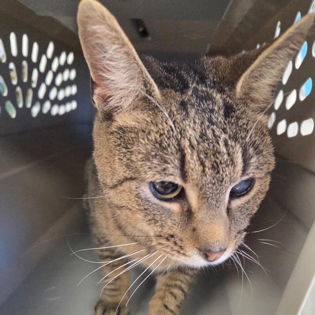 Enlarge Polly, a Adoptable Domestic Short Hair in Watertown, NY image 2/3