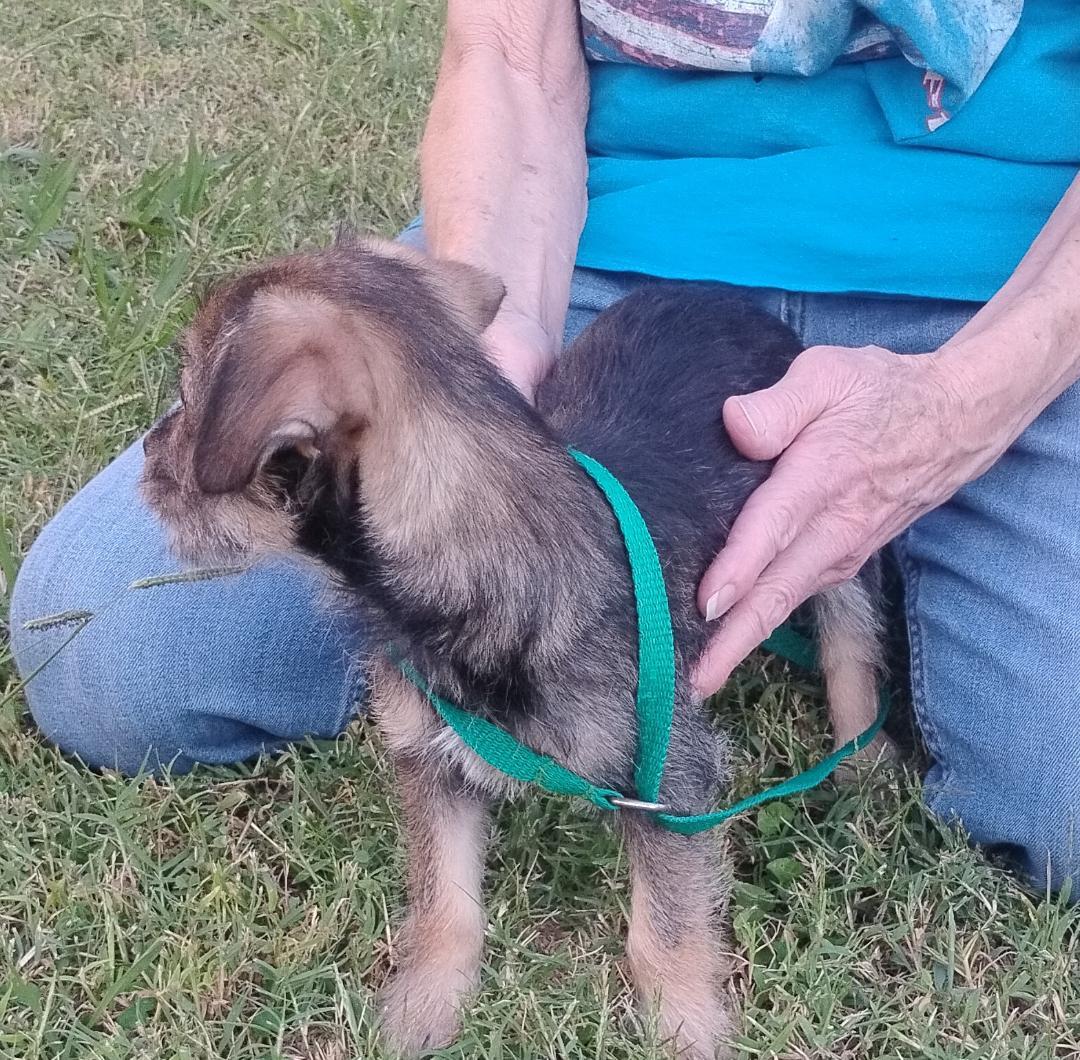 Fauna, Adopted, Puppy Female Chihuahua & Yorkshire Terrier.