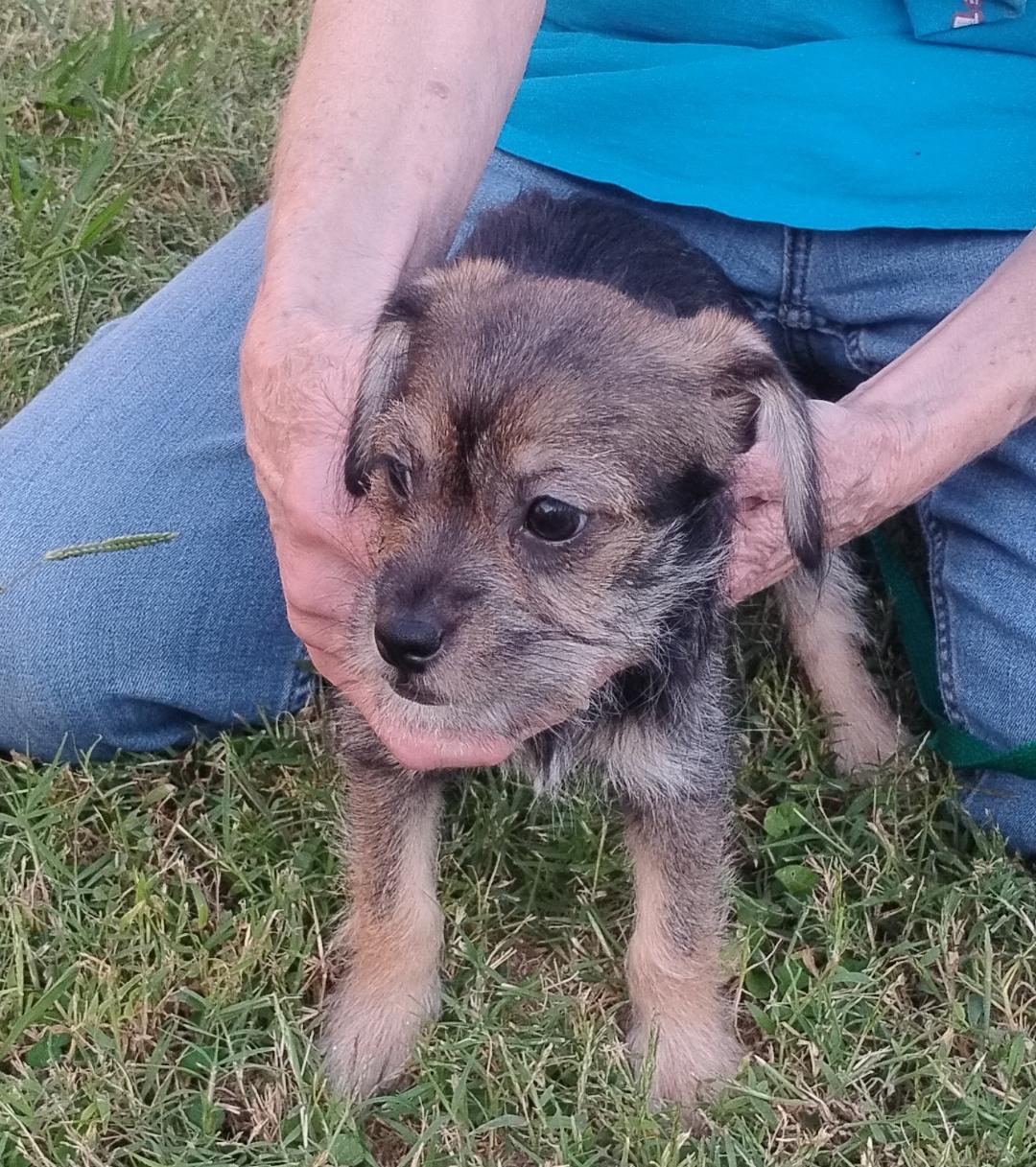 Enlarge Fauna, a Adopted mixed breed in Sulphur, OK image 2/3