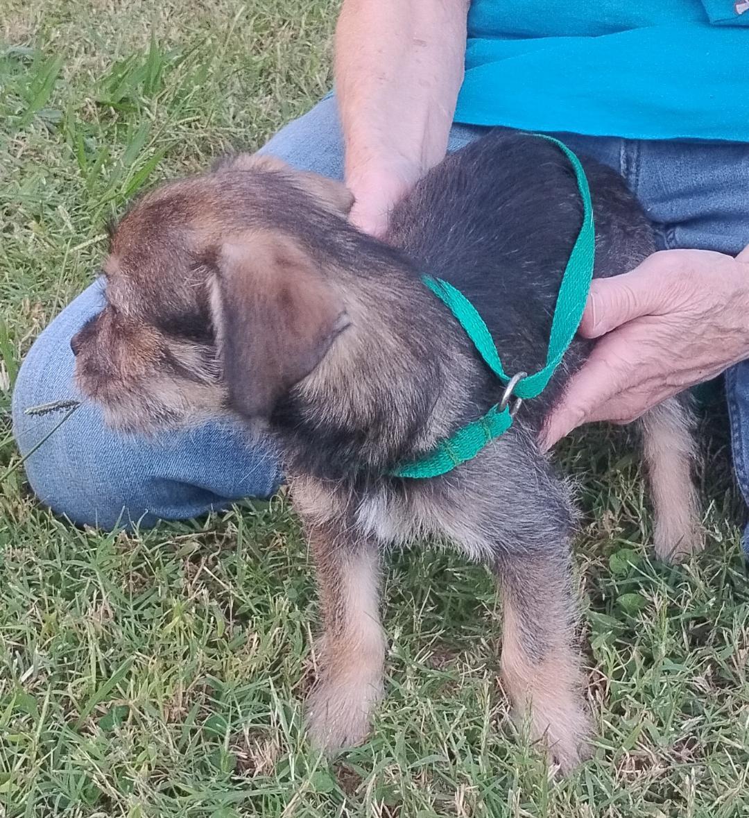 Enlarge Fauna, a Adopted mixed breed in Sulphur, OK image 3/3