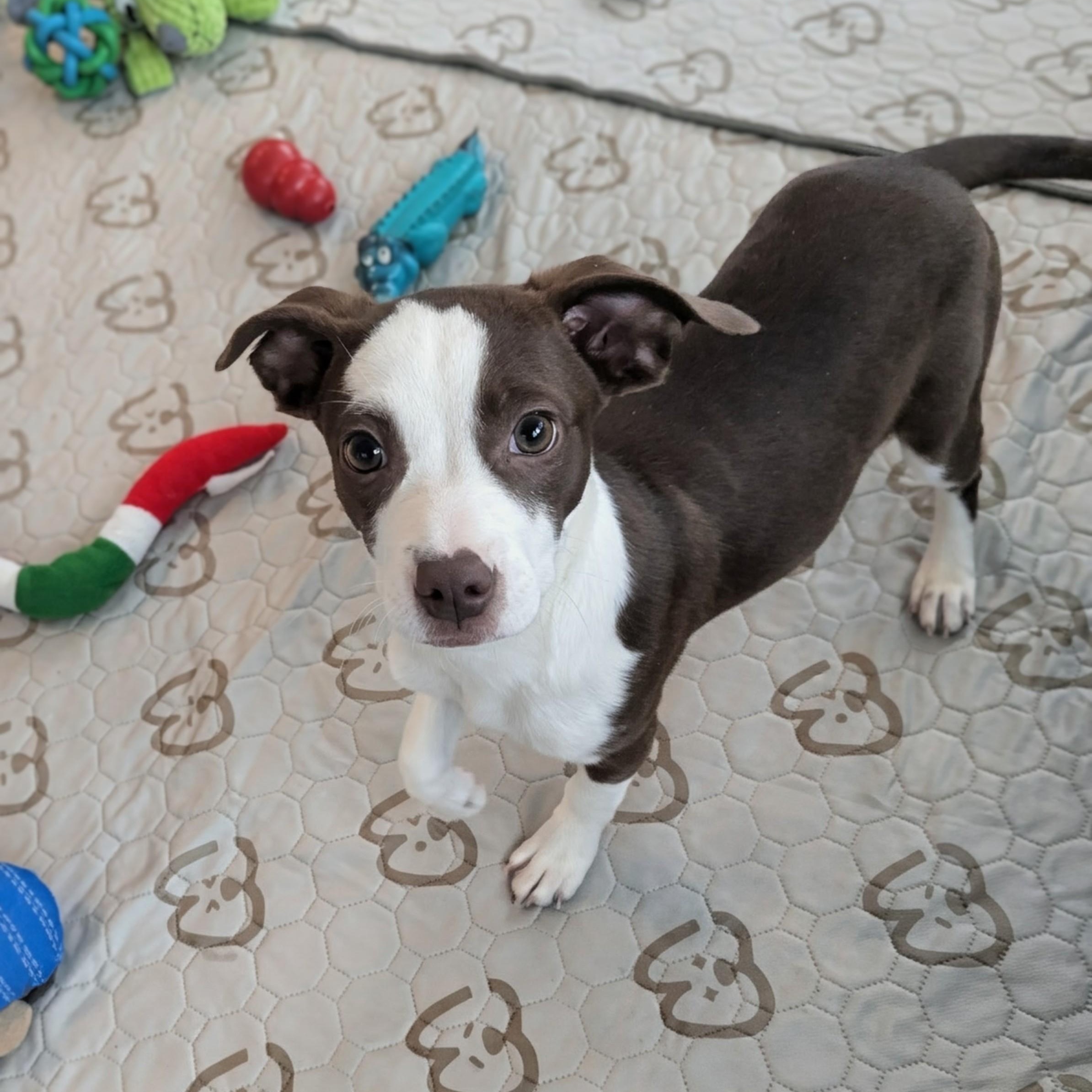 Weslee, adopted, Puppy Female Mixed Breed.
