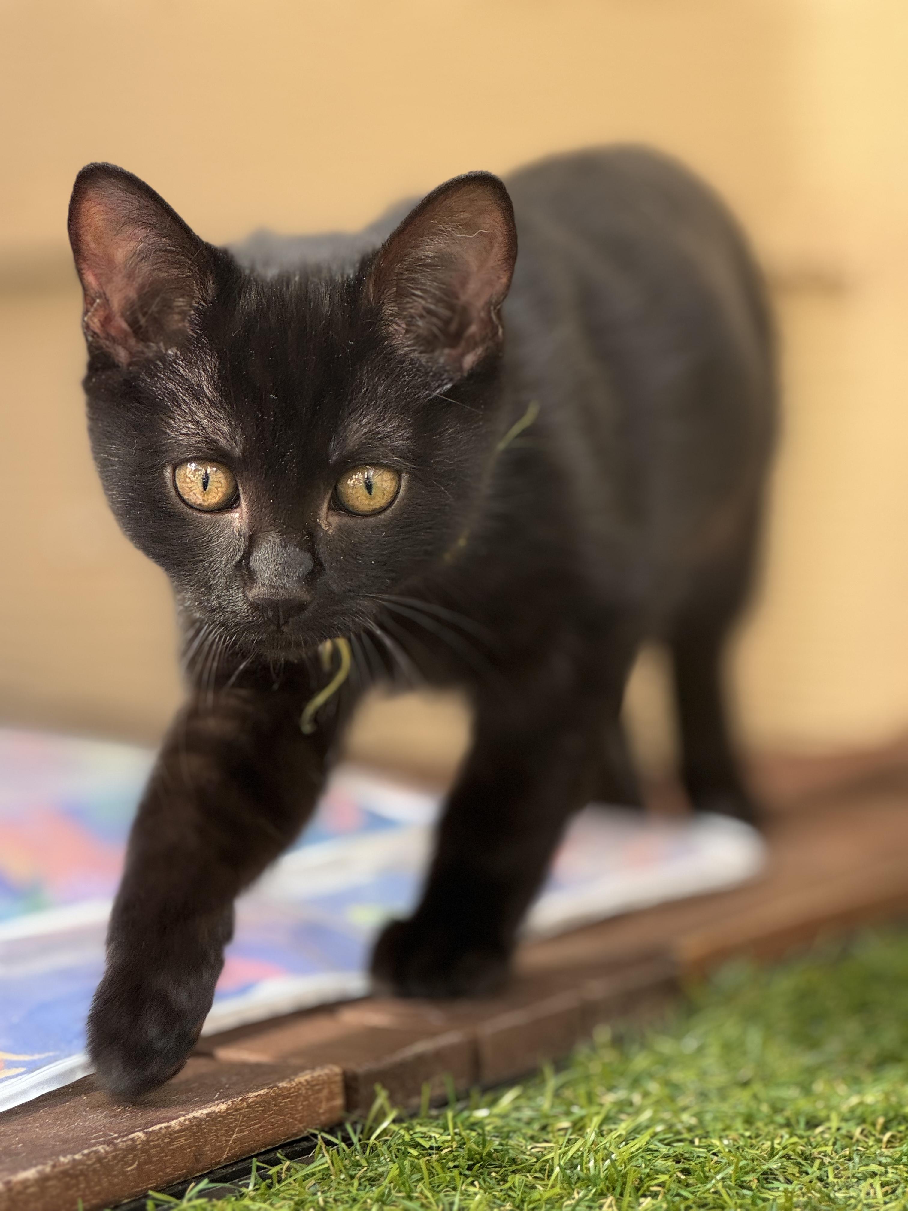 Enlarge Pugsly & Wednesday - Kitten Siblings Bonded, an adopted Domestic Short Hair in San Francisco, CA image 6/6