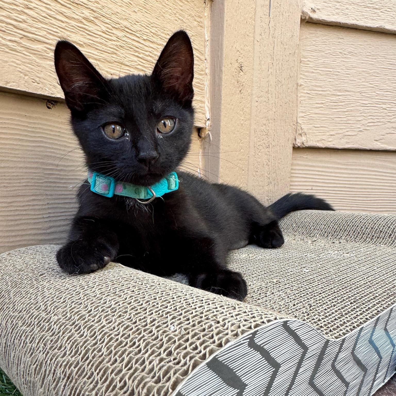 Enlarge Pugsly & Wednesday - Kitten Siblings Bonded, an adopted Domestic Short Hair in San Francisco, CA image 2/6