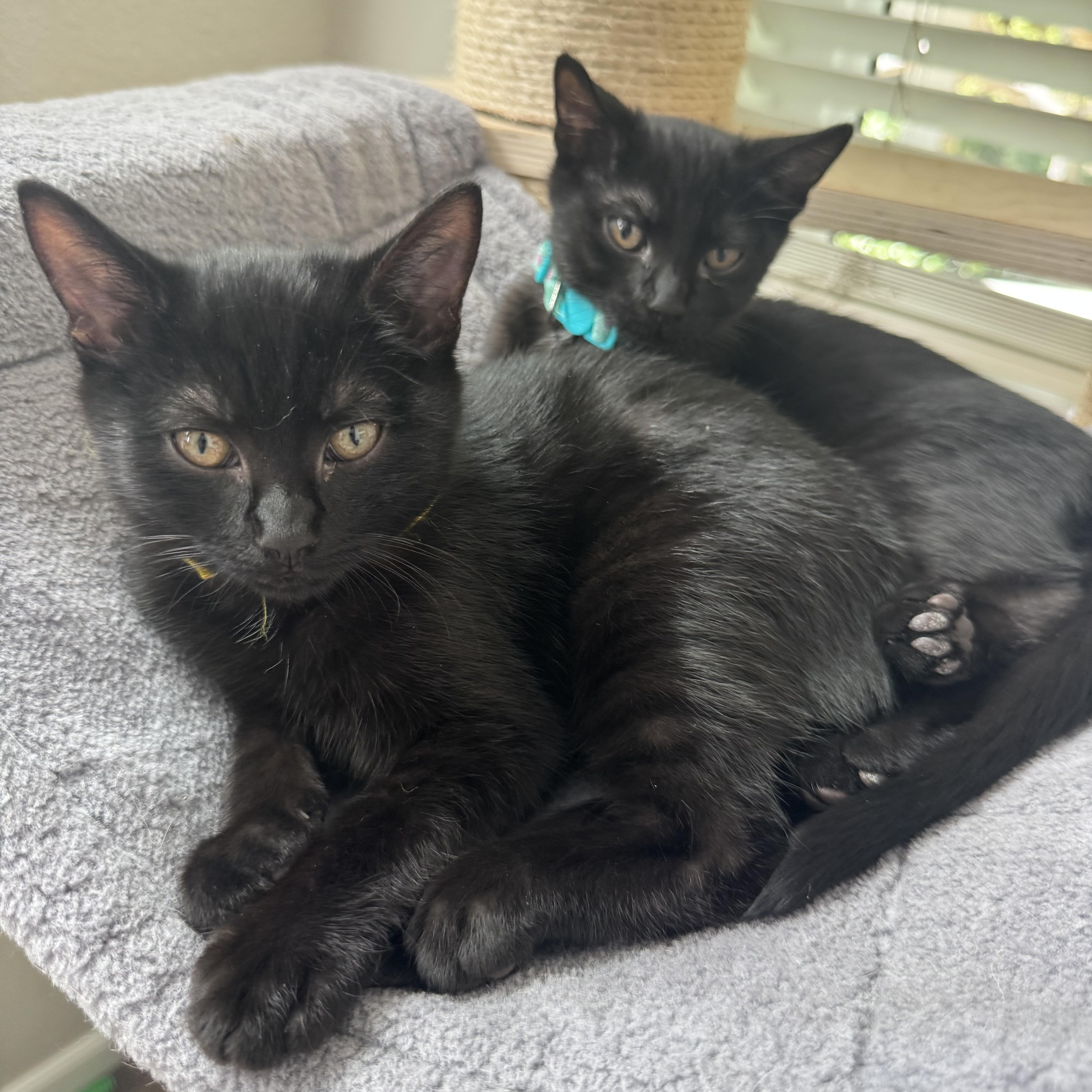 Pugsly & Wednesday - Kitten Siblings Bonded, adopted, Kitten Male Domestic Short Hair.