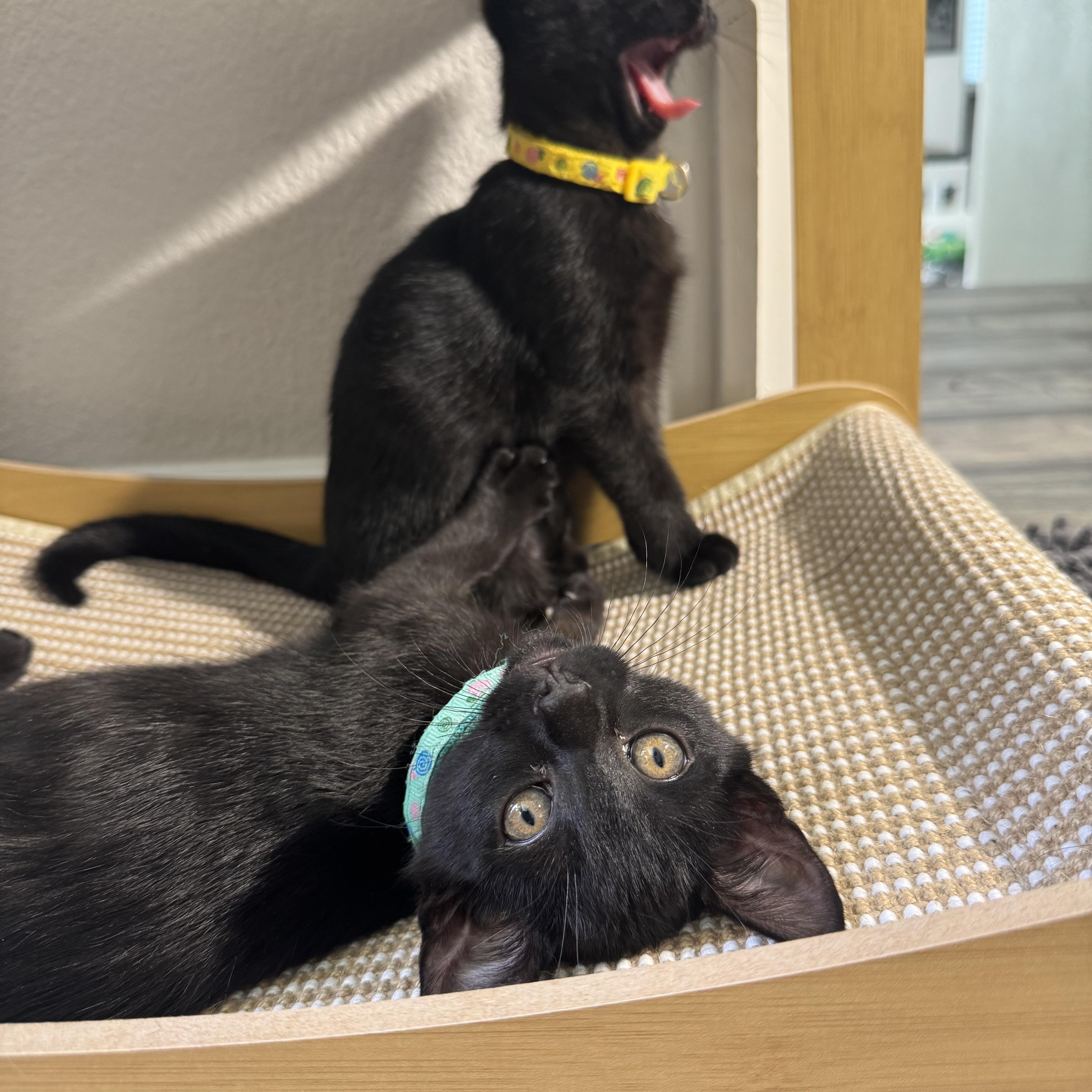 Enlarge Pugsly & Wednesday - Kitten Siblings Bonded, an adopted Domestic Short Hair in San Francisco, CA image 5/6