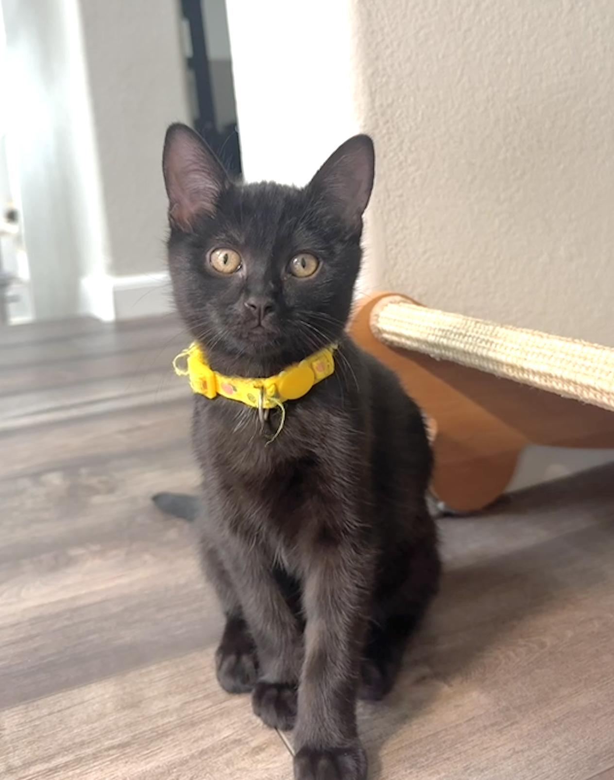 Enlarge Pugsly & Wednesday - Kitten Siblings Bonded, an adopted Domestic Short Hair in San Francisco, CA image 3/6