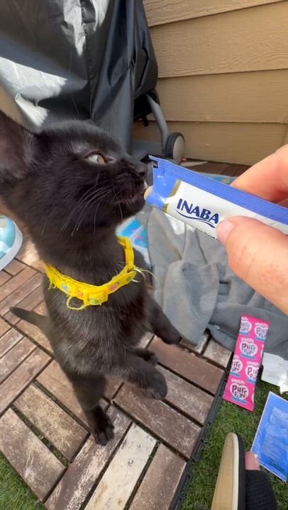 Enlarge Pugsly & Wednesday - Kitten Siblings Bonded, an adopted Domestic Short Hair in San Francisco, CA video 4/6