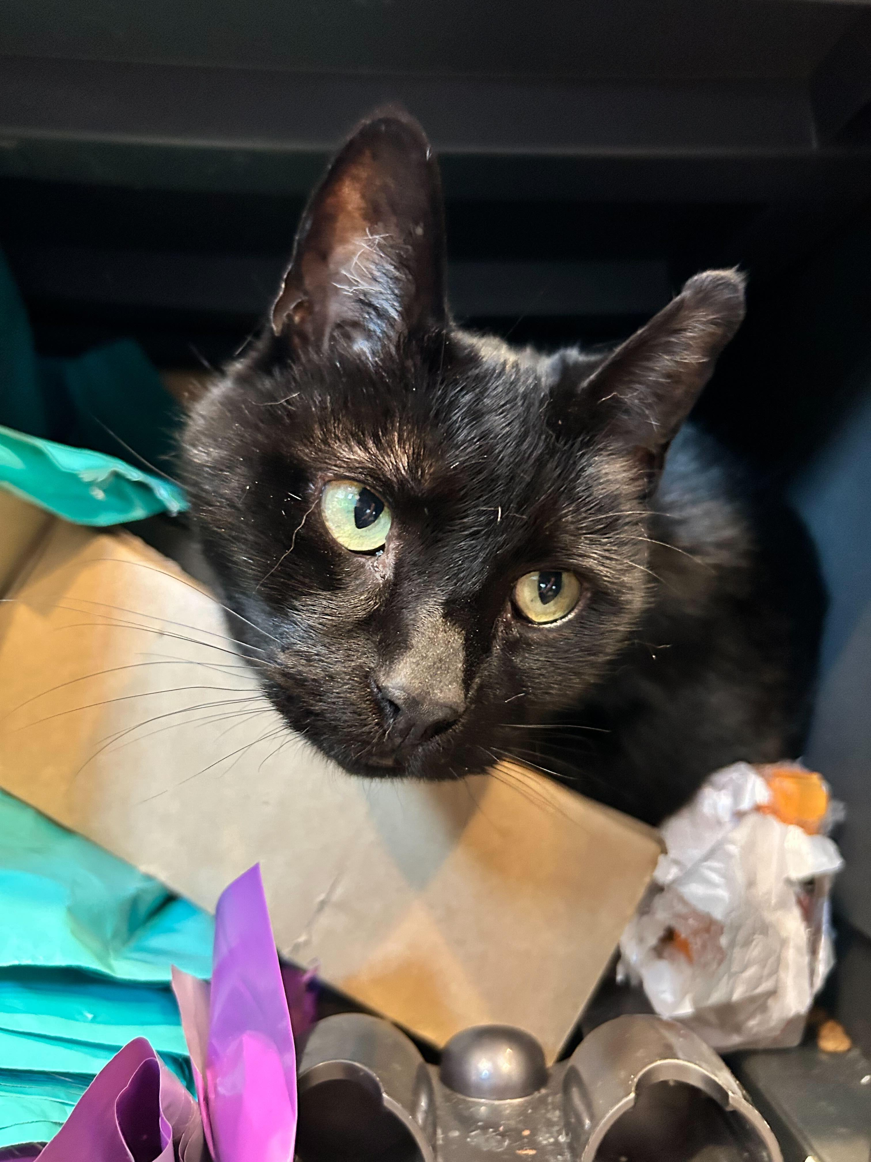 Cheetah, Senior Male Domestic Short Hair