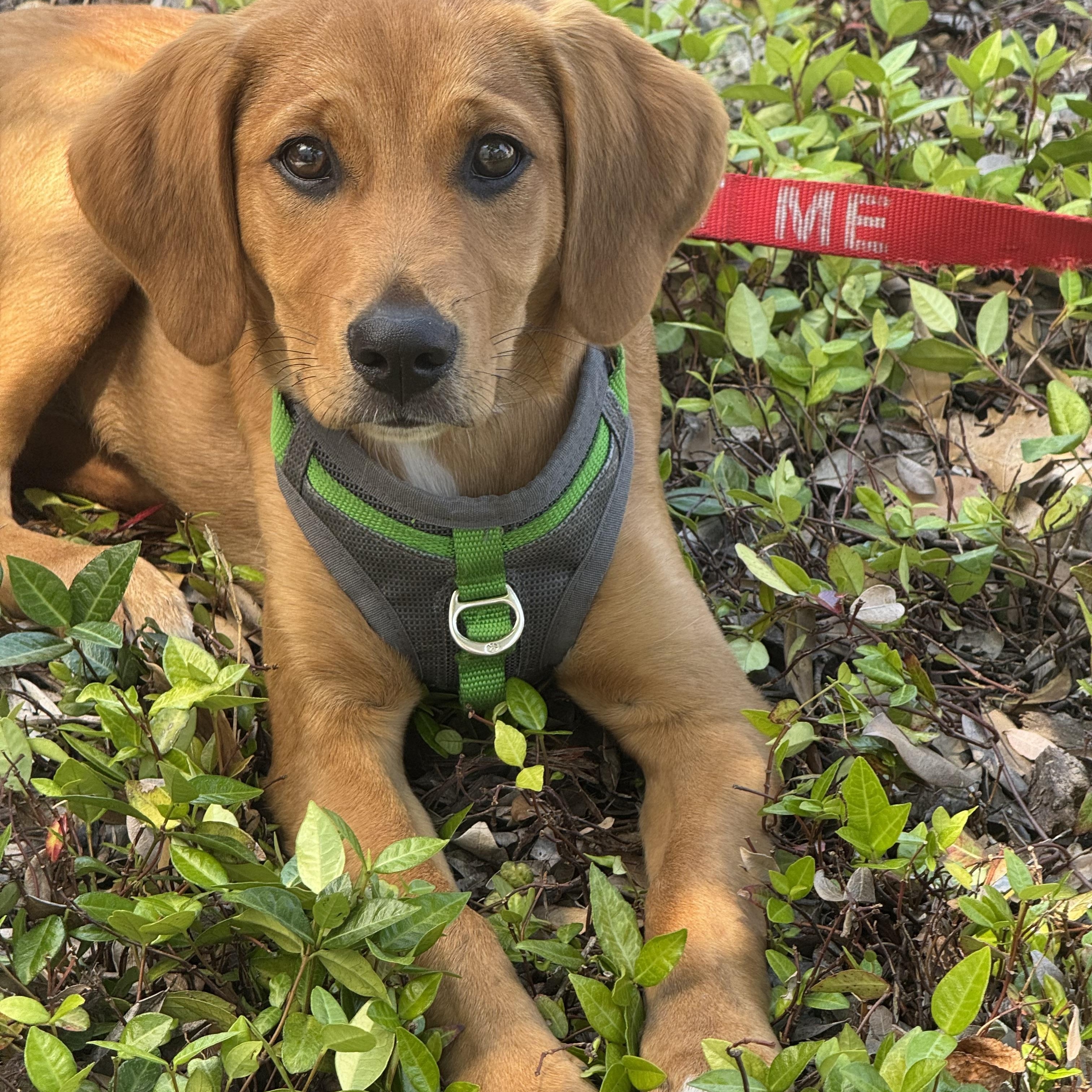 Enlarge Trixie, a ADOPTABLE mixed breed in Calabash, NC image 2/6